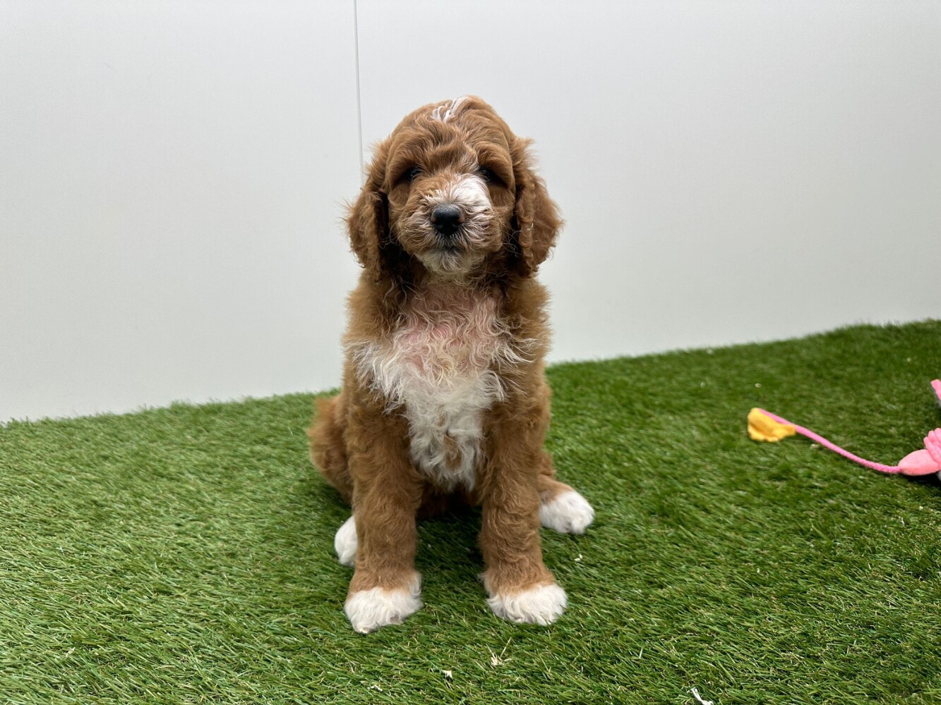 Koningspoedel Vrouwelijk Bicolor - PUP-ID 010725194 | Dierenhof Debrabandere
