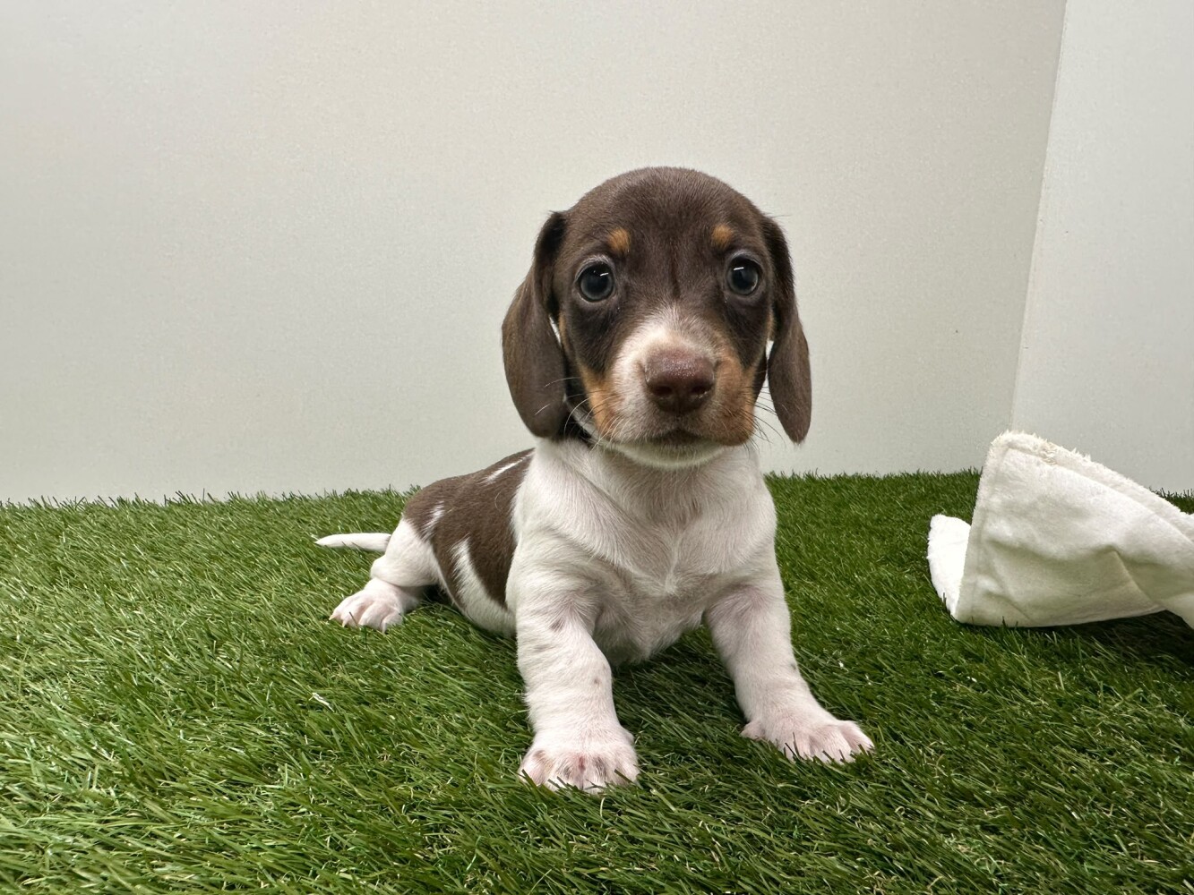 Teckel Male Tricolor - PUP-ID 010725200 | Dierenhof Debrabandere