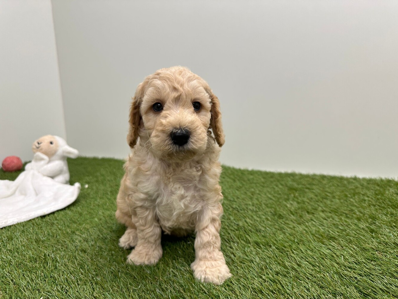 Cockapoo