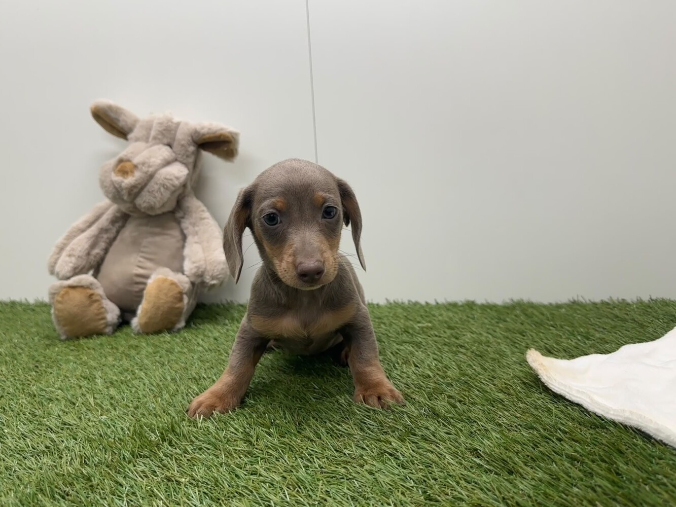Teckel Mannelijk Blauw en tan - PUP-ID 010725205 | Dierenhof Debrabandere