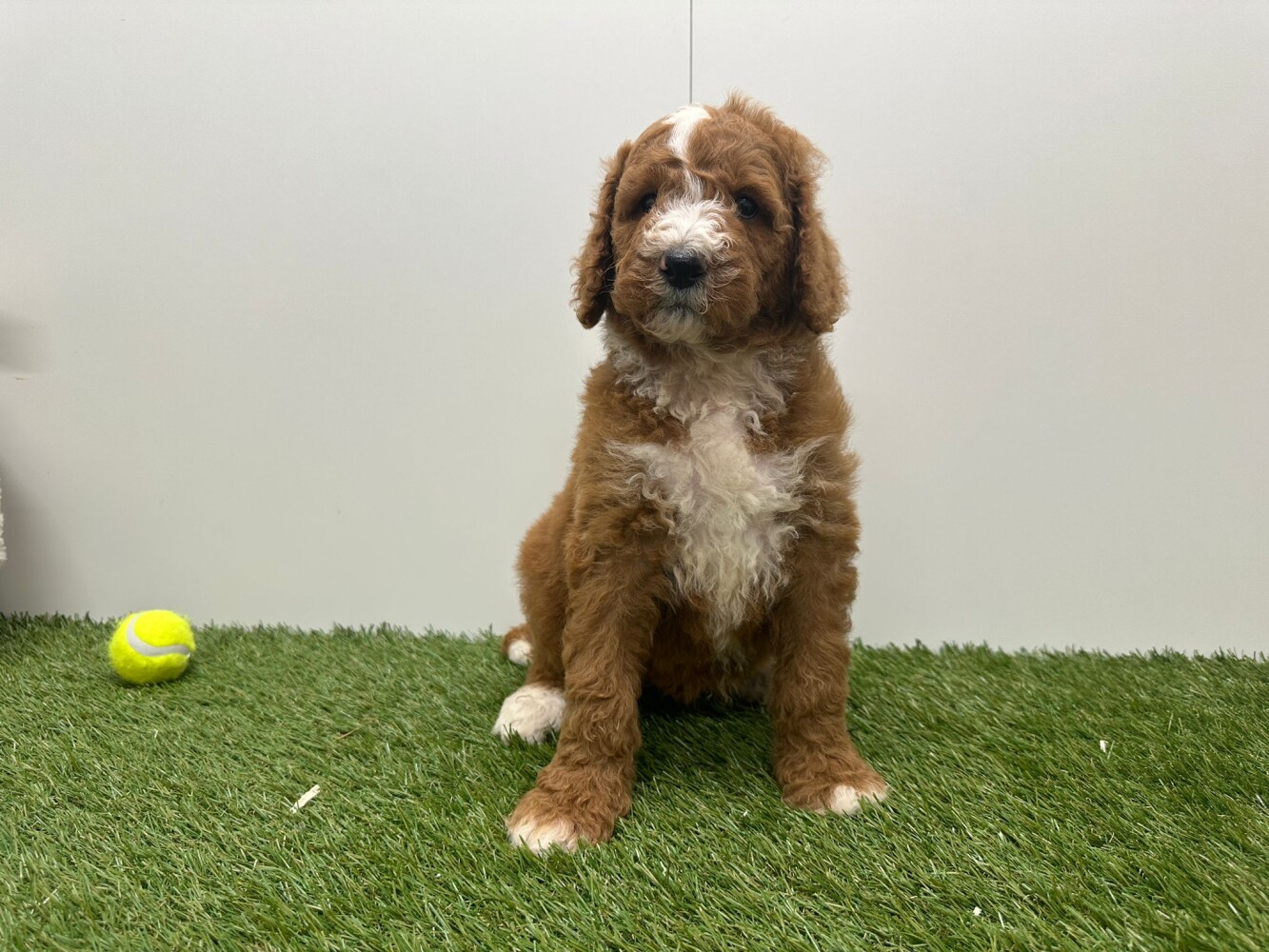 Koningspoedel Mannelijk Bicolor - PUP-ID 010725207 | Dierenhof Debrabandere