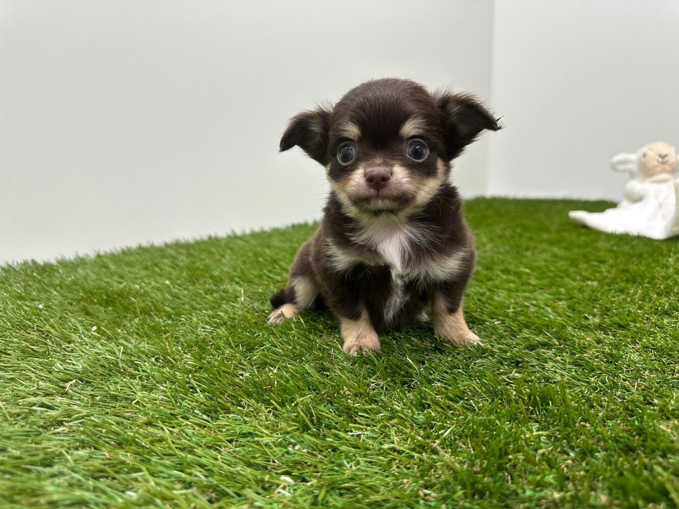 Chihuahua Male Chocolat and tan - PUP-ID 010725211 | Dierenhof Debrabandere