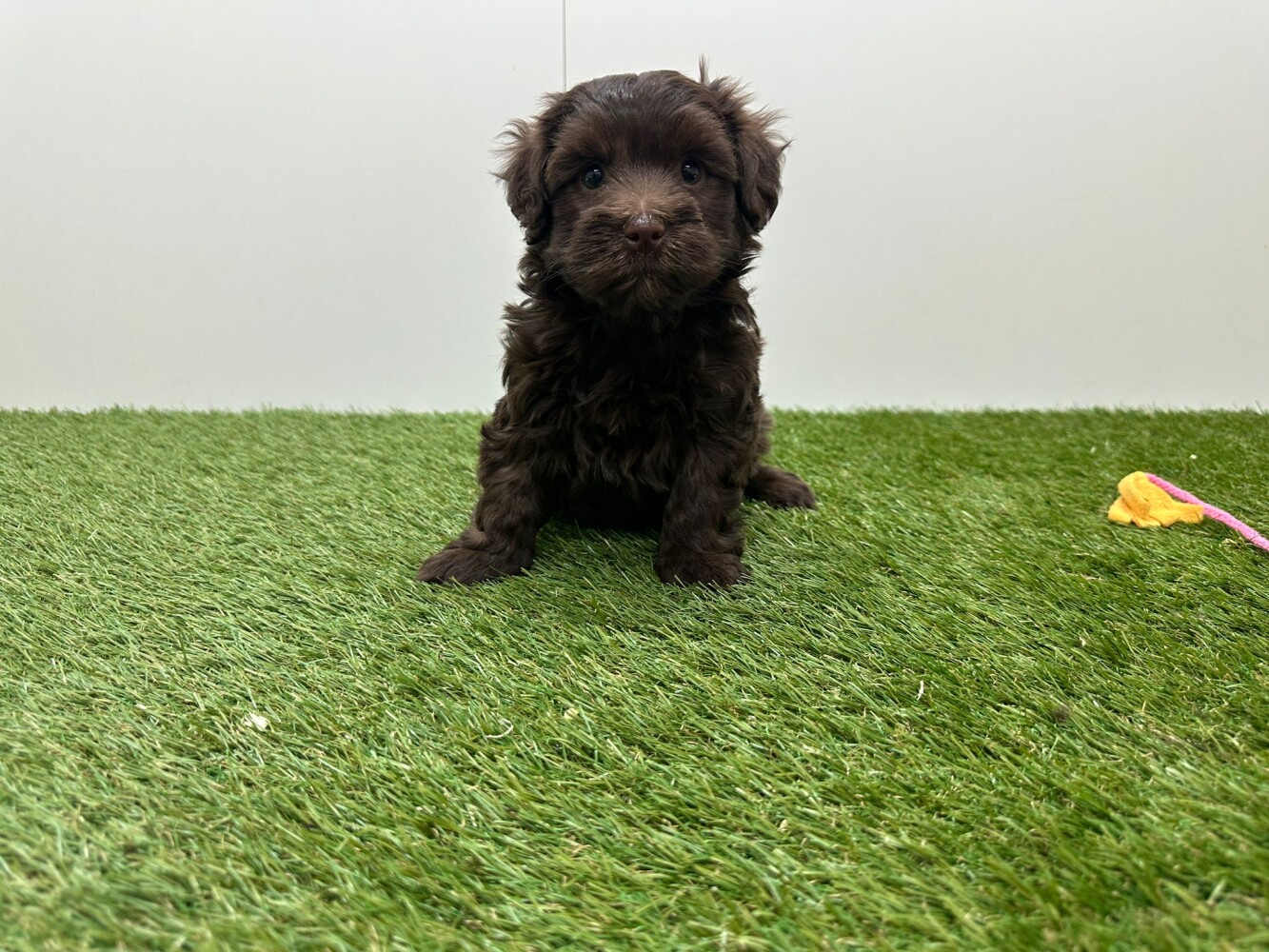 Havanese Female Chocolat - PUP-ID 010725219 | Dierenhof Debrabandere