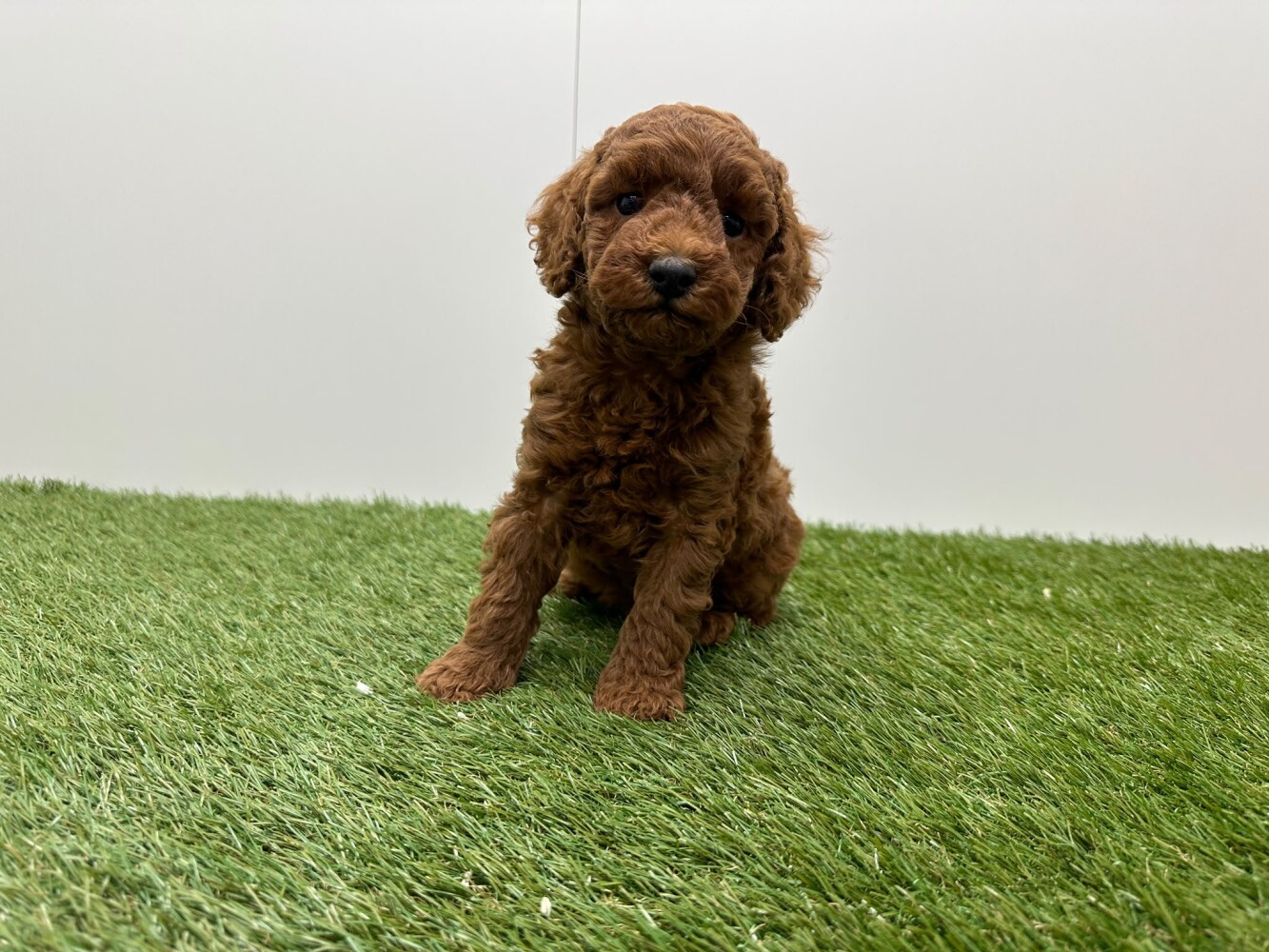 Poedel Mannelijk Abricot - PUP-ID 010725220 | Dierenhof Debrabandere