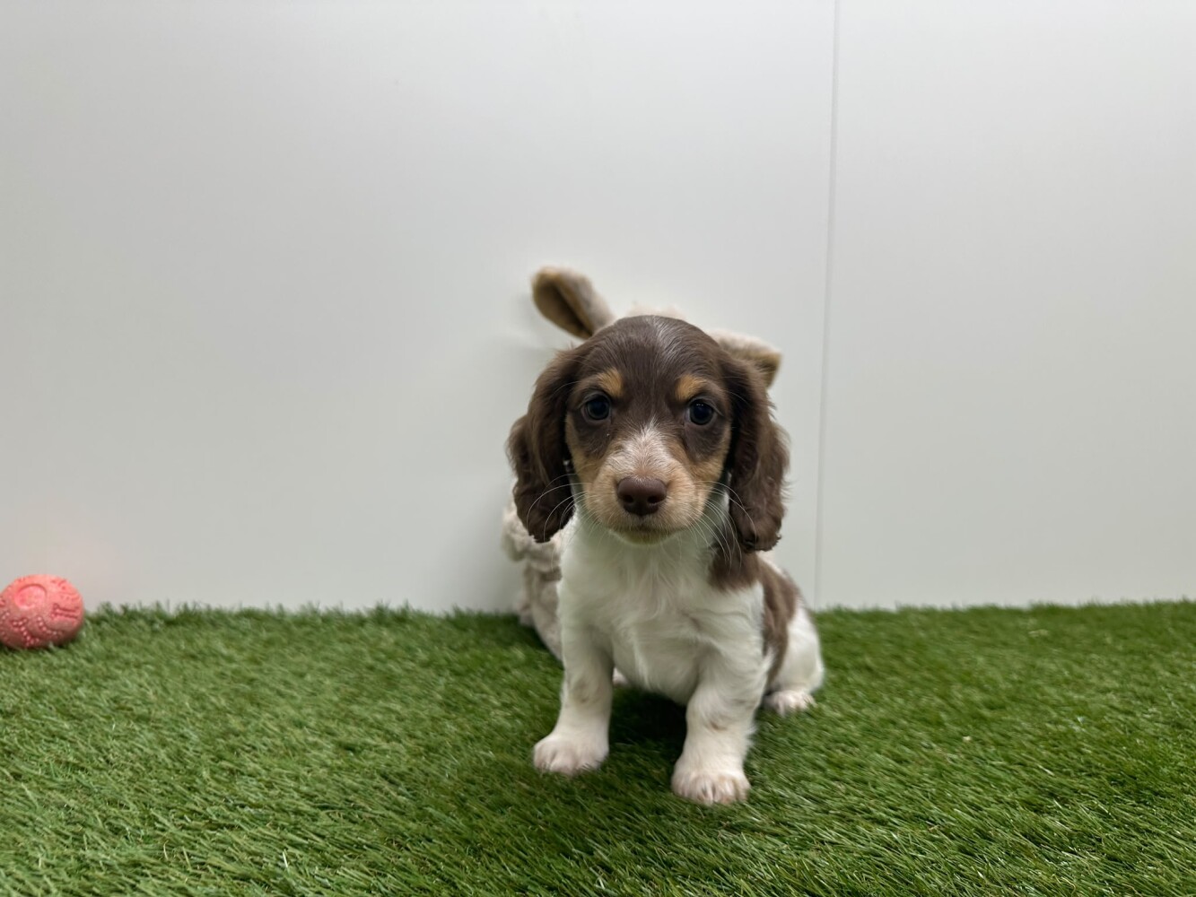 Teckel Mannelijk Tricolor - PUP-ID 010725222 | Dierenhof Debrabandere