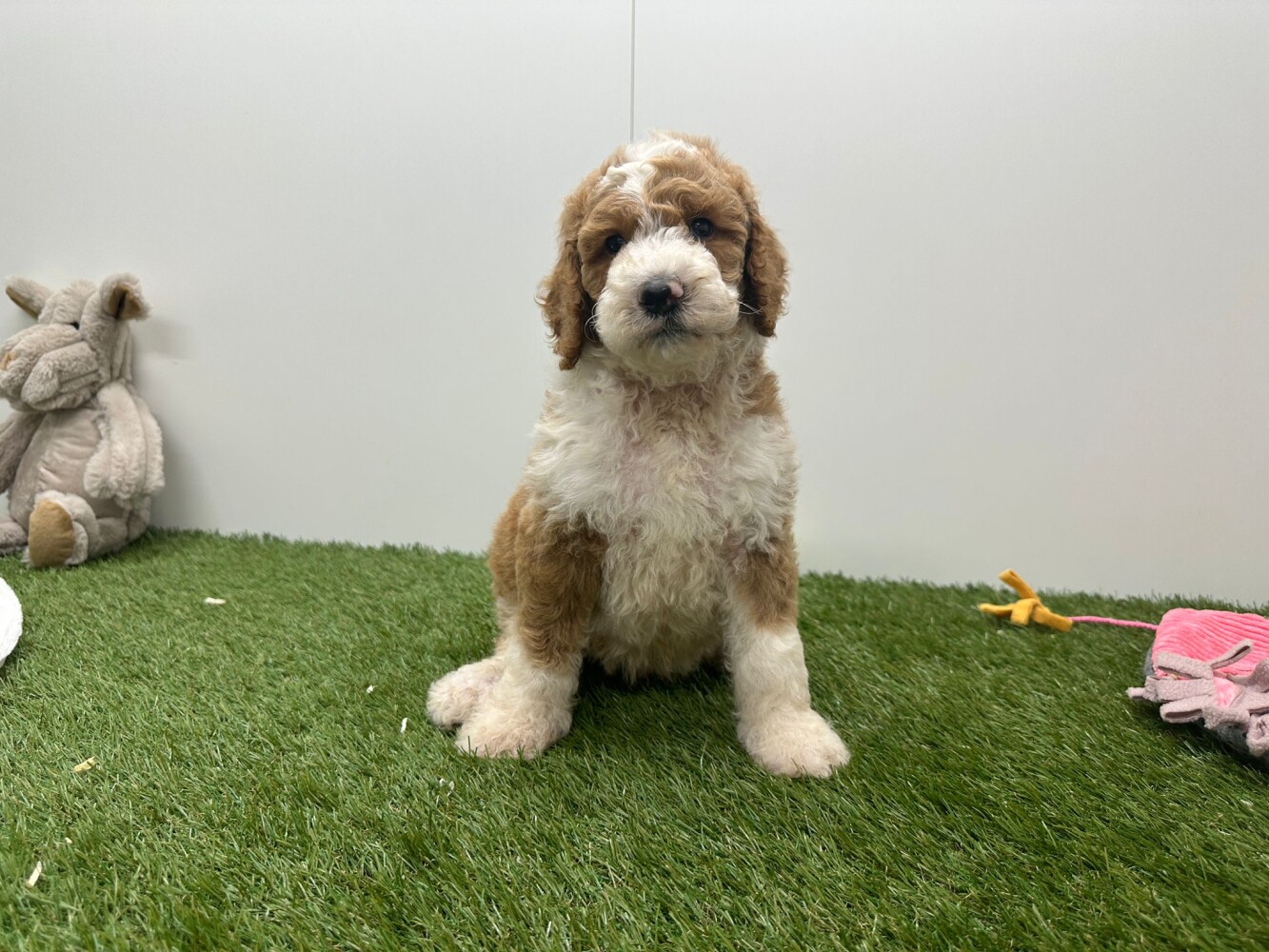 Koningspoedel Mannelijk Bicolor - PUP-ID 010725223 | Dierenhof Debrabandere