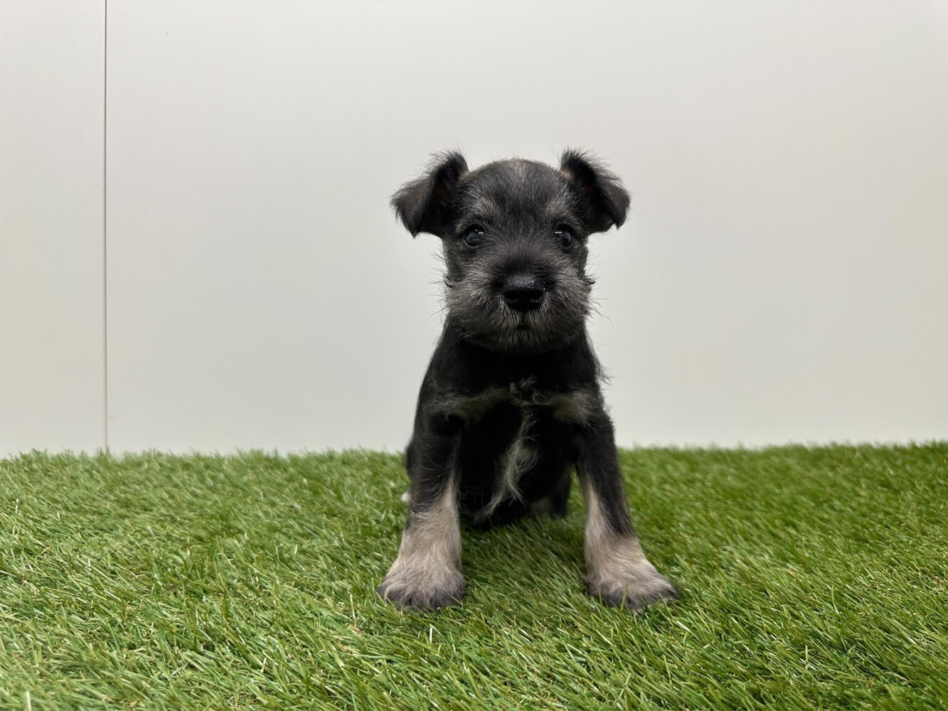 Schnauzer Nain Male Poivre et sel - PUP-ID 010725225 | Dierenhof Debrabandere