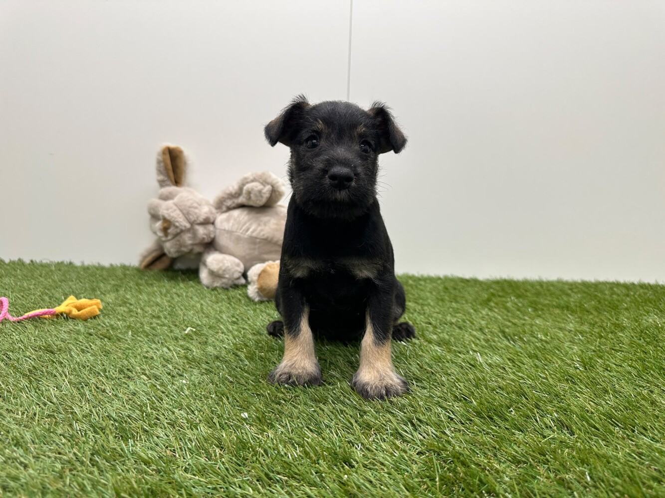 Dwergschnauzer Mannelijk Peper en Zout - PUP-ID 010725232 | Dierenhof Debrabandere