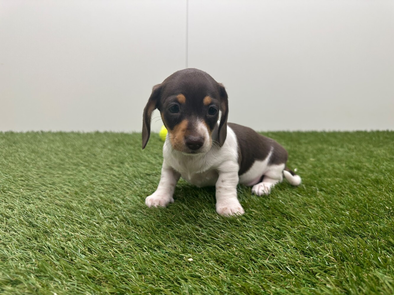 Teckel Femelle Tricolor - PUP-ID 010725235 | Dierenhof Debrabandere