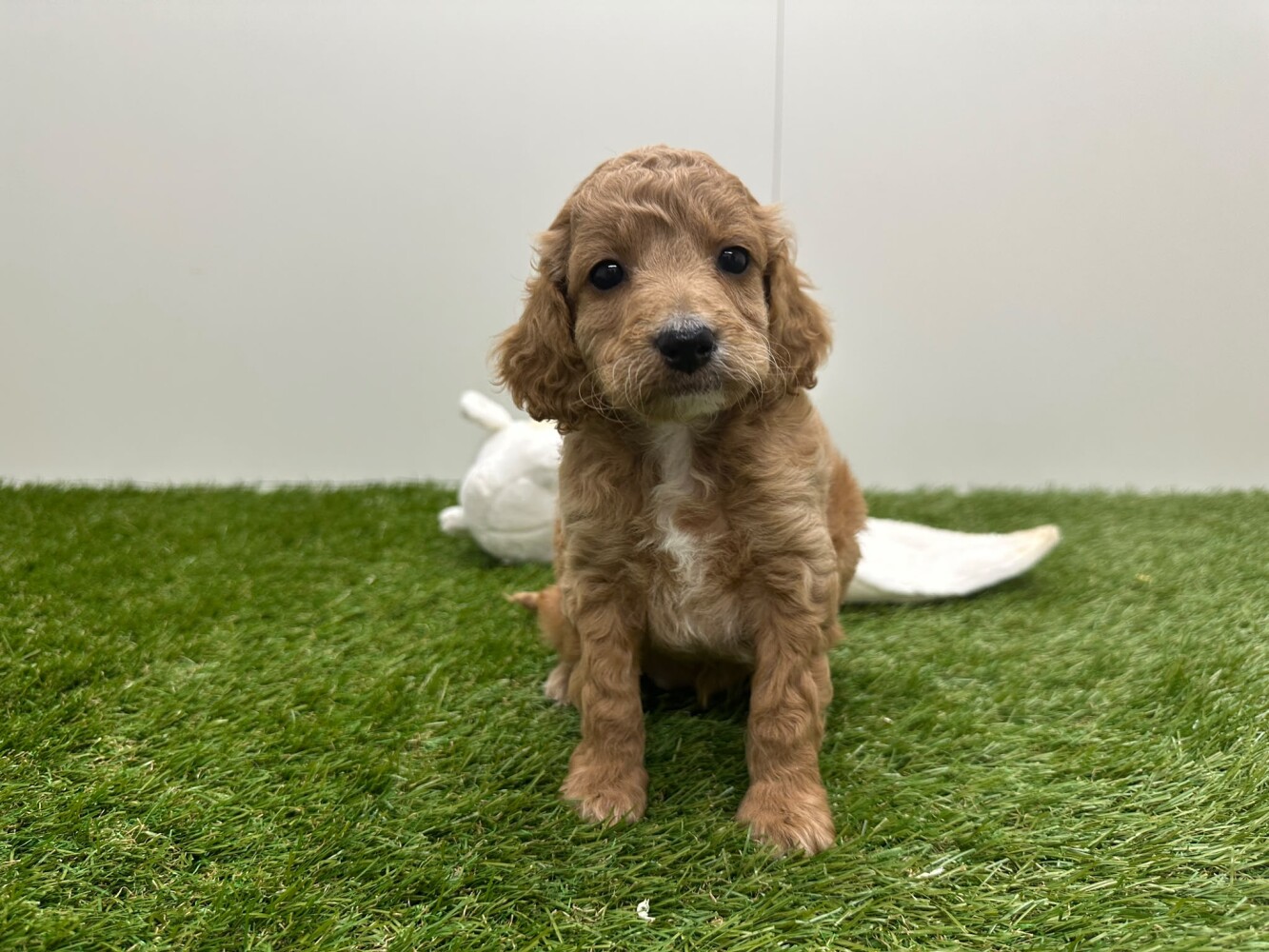 Cockapoo Female Apricot - PUP-ID 010725254 | Dierenhof Debrabandere