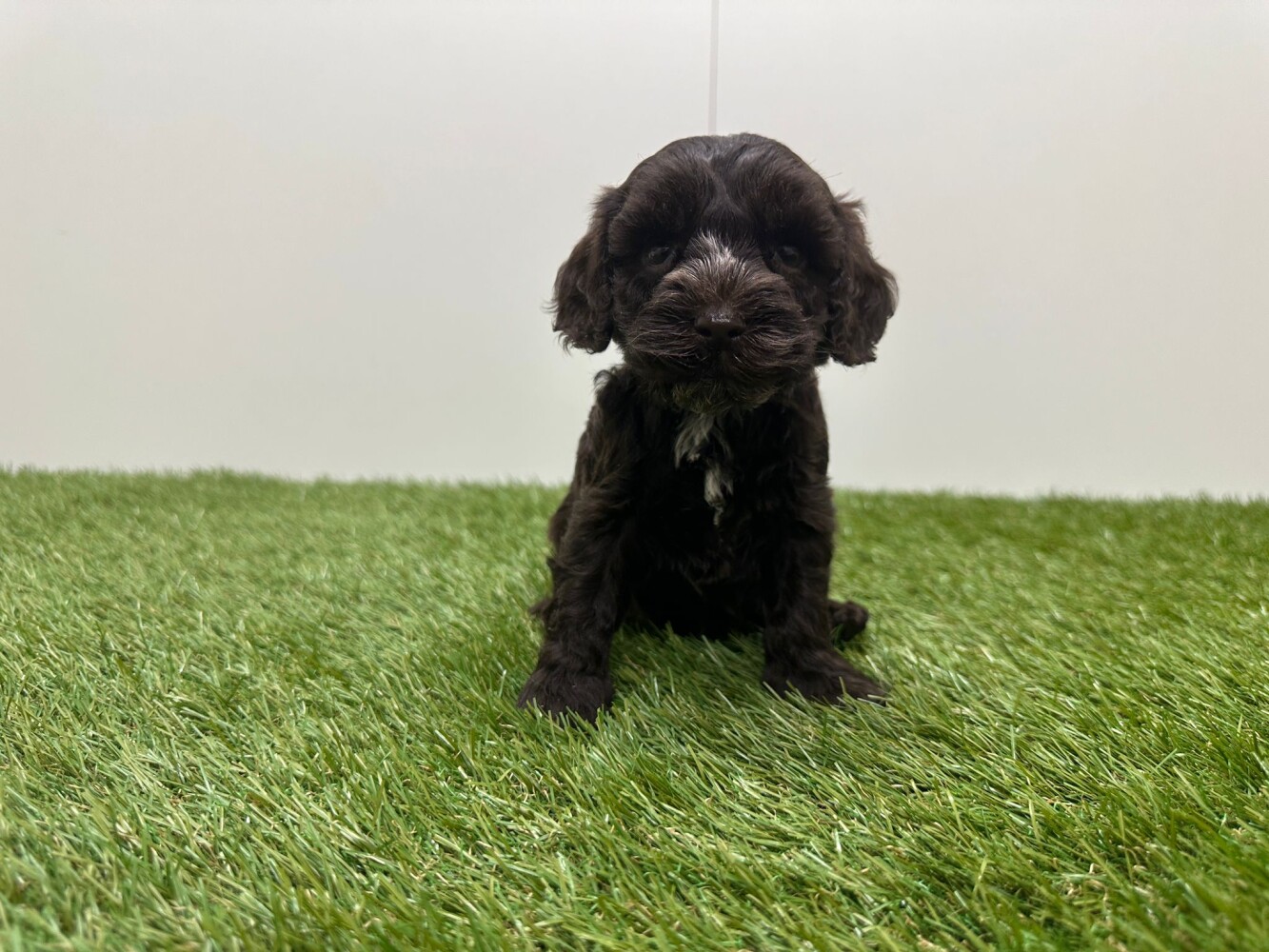 Cockapoo Female Chocolat and White - PUP-ID 010725257 | Dierenhof Debrabandere