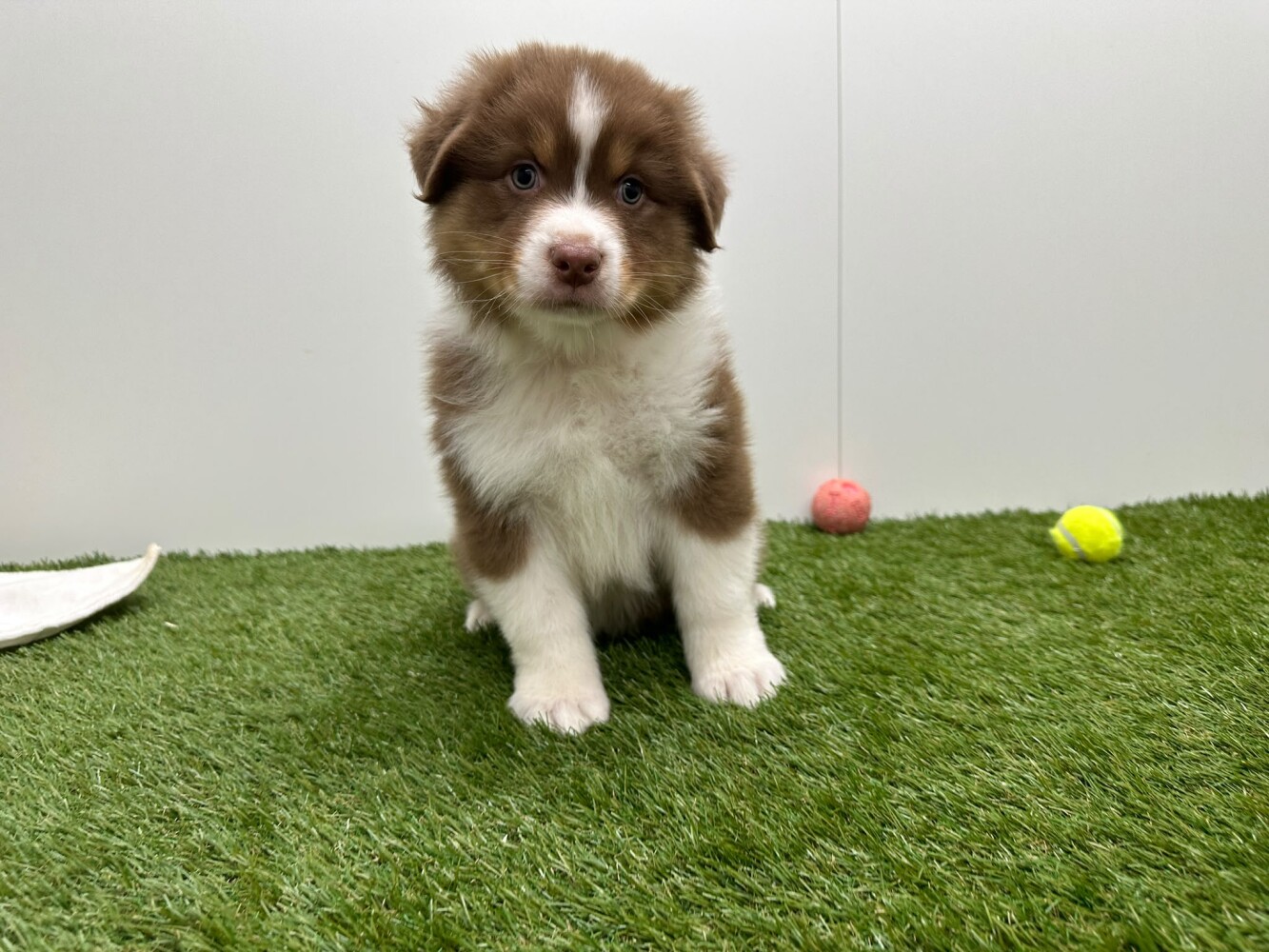 Australian Shepherd Female Tricolor - PUP-ID 010725258 | Dierenhof Debrabandere