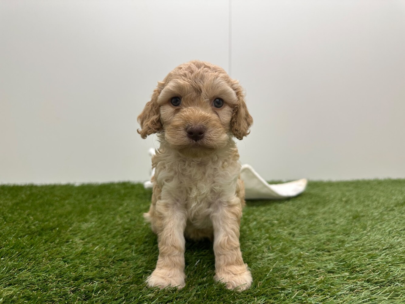 Cockapoo Vrouwelijk Creme - PUP-ID 010725270 | Dierenhof Debrabandere