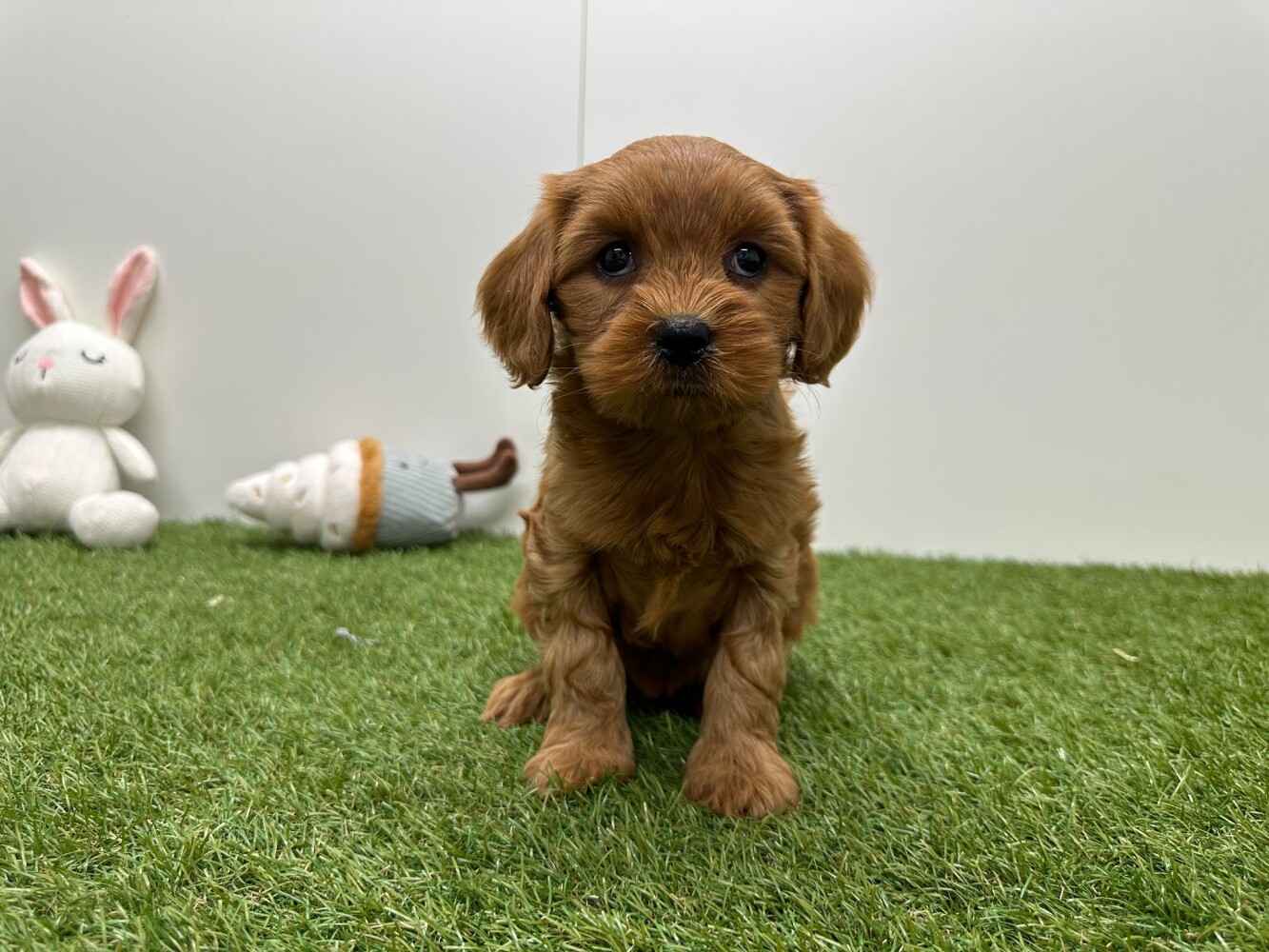Cavapoo Female Apricot - PUP-ID 010725273 | Dierenhof Debrabandere