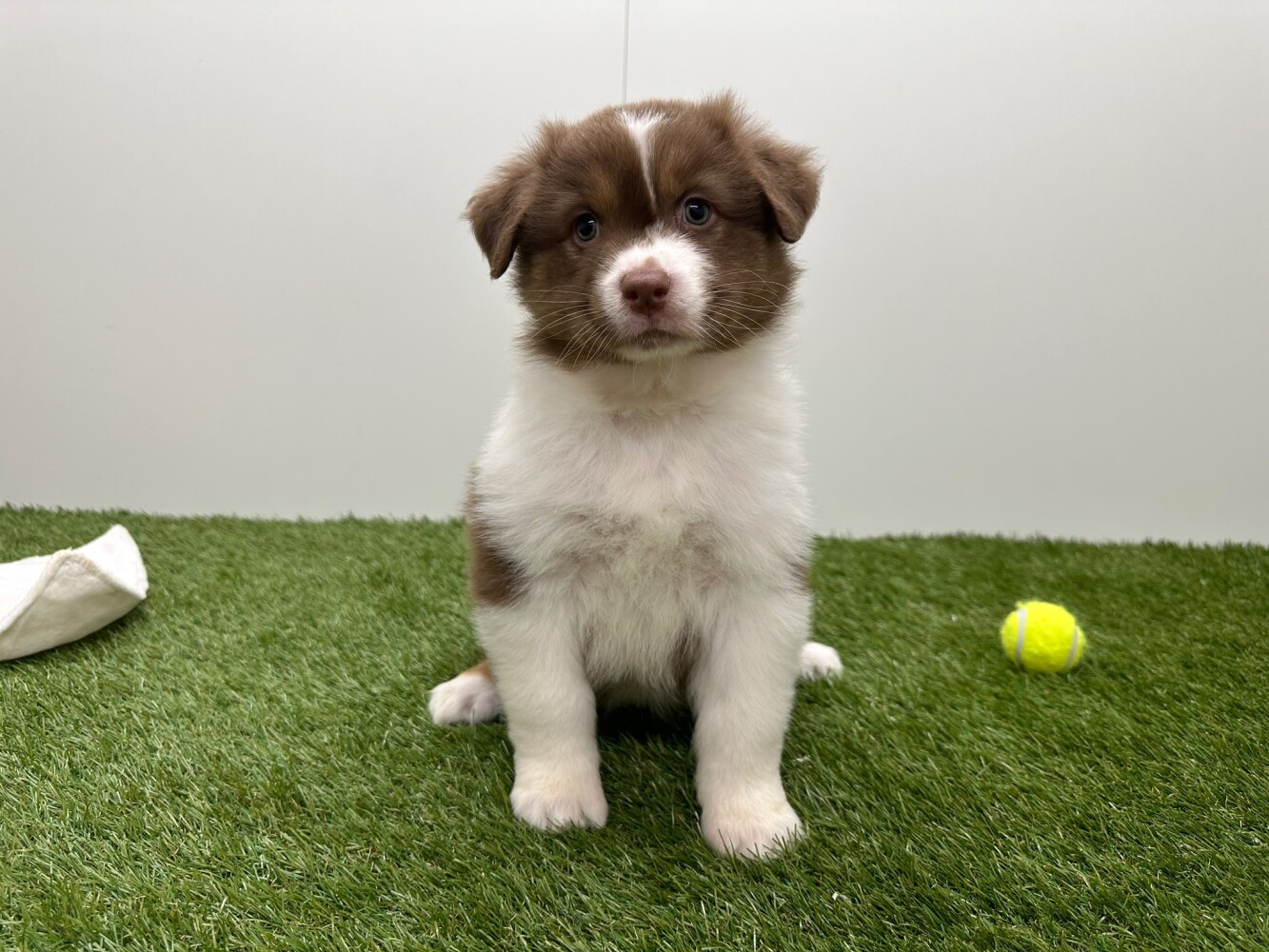 Australian Shepherd Male Tricolor - PUP-ID 010725278 | Dierenhof Debrabandere
