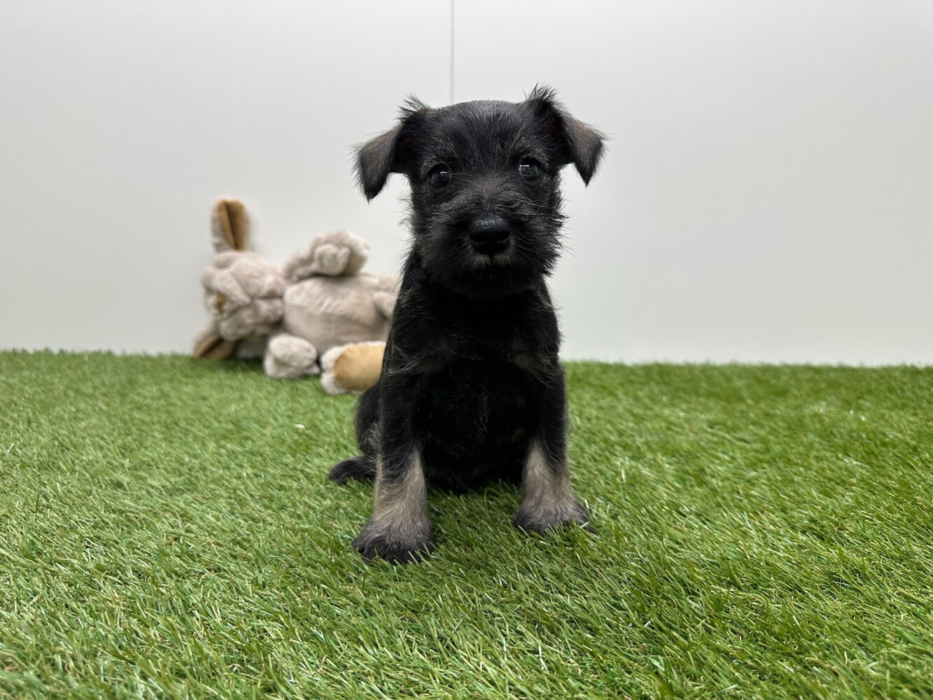 Dwergschnauzer Mannelijk Peper en Zout - PUP-ID 010725279 | Dierenhof Debrabandere
