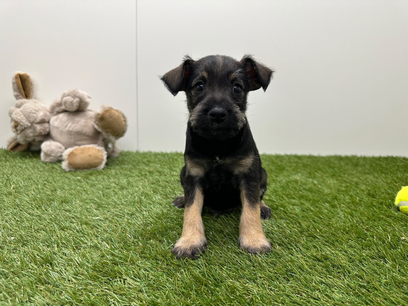 Dwergschnauzer Mannelijk Peper en Zout - PUP-ID 010725286 | Dierenhof Debrabandere