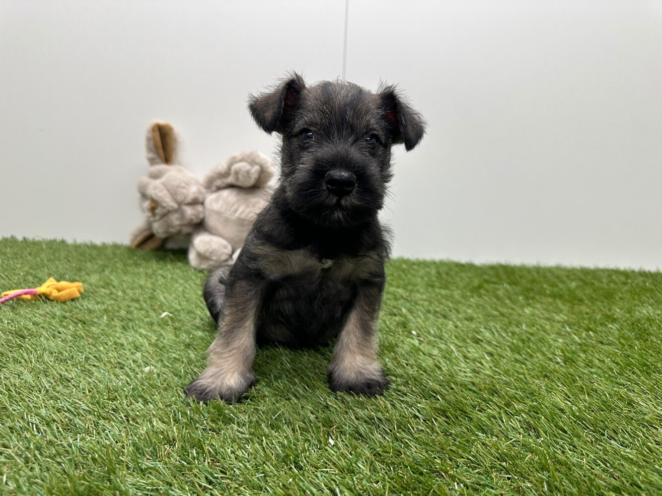 Dwergschnauzer Mannelijk Peper en Zout - PUP-ID 010725295 | Dierenhof Debrabandere