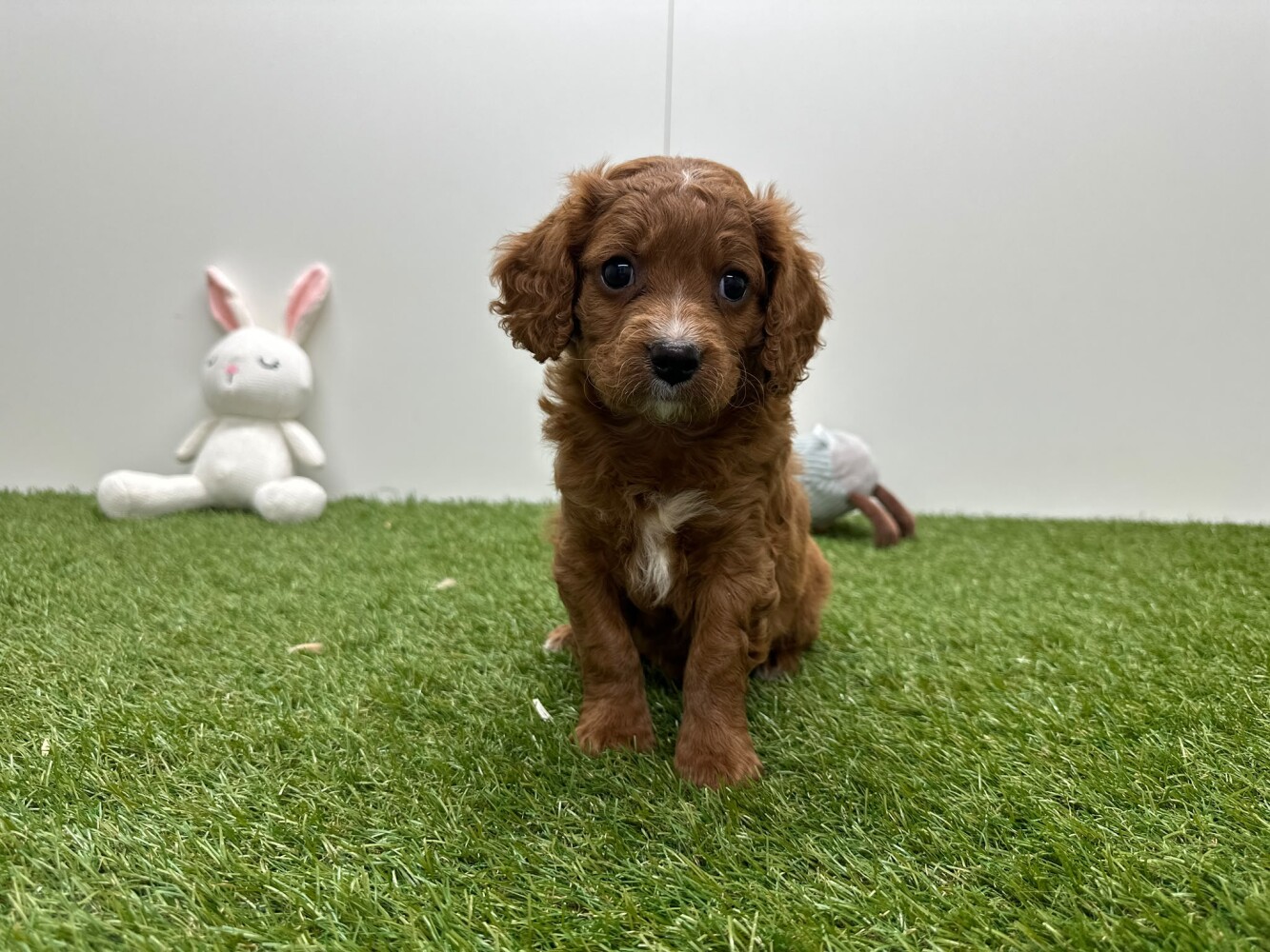 Cavapoo Mannelijk Abricot - PUP-ID 010725298 | Dierenhof Debrabandere