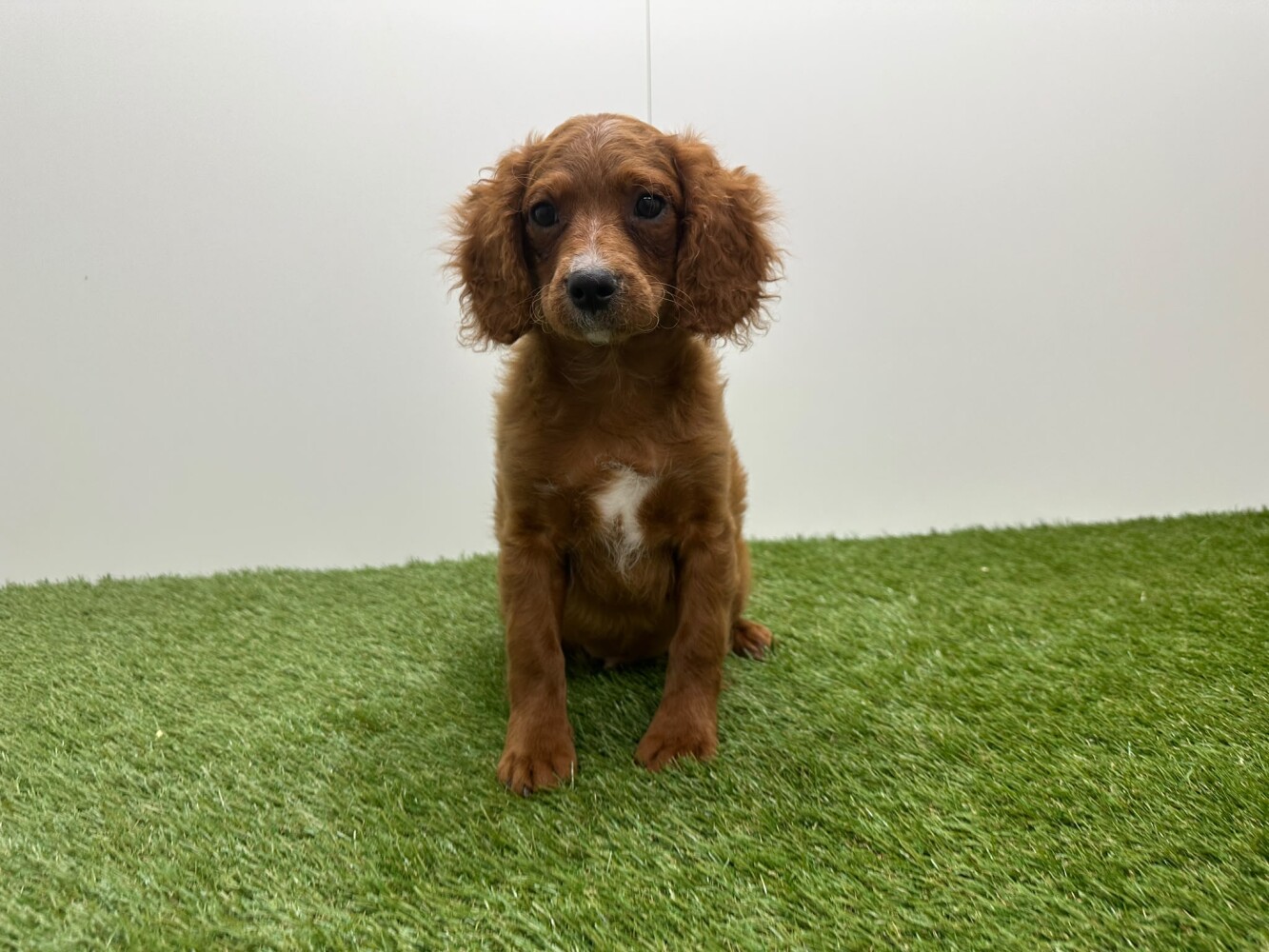 Cavapoo Male Abricot - PUP-ID 010725298 | Dierenhof Debrabandere