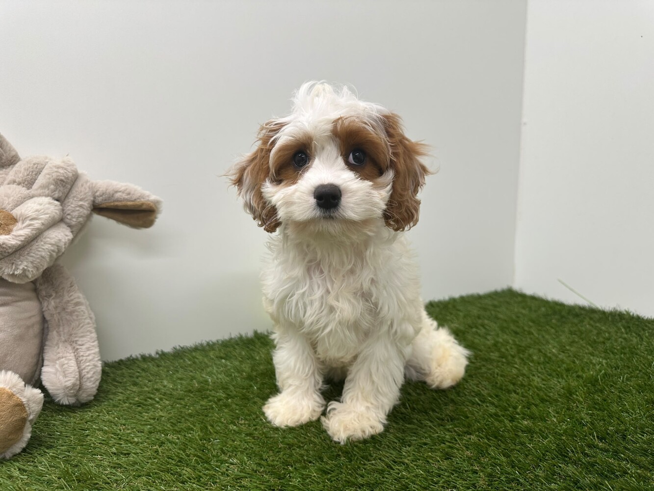Cavapoo Vrouwelijk Blenheim - PUP-ID 010725301 | Dierenhof Debrabandere