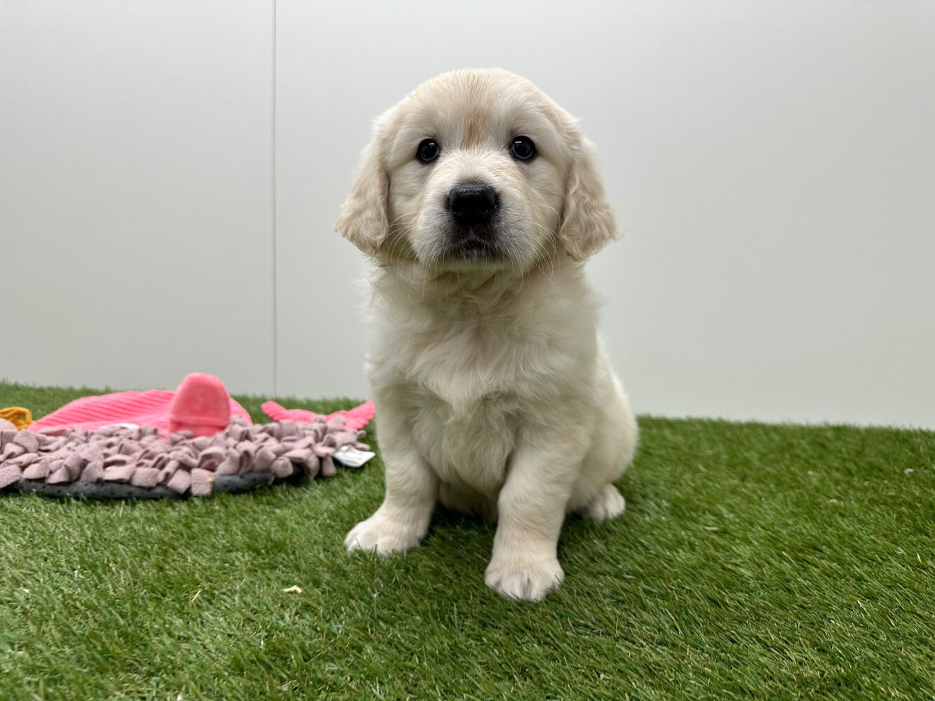 Golden Retriever Vrouwelijk Gold - PUP-ID 010725307 | Dierenhof Debrabandere