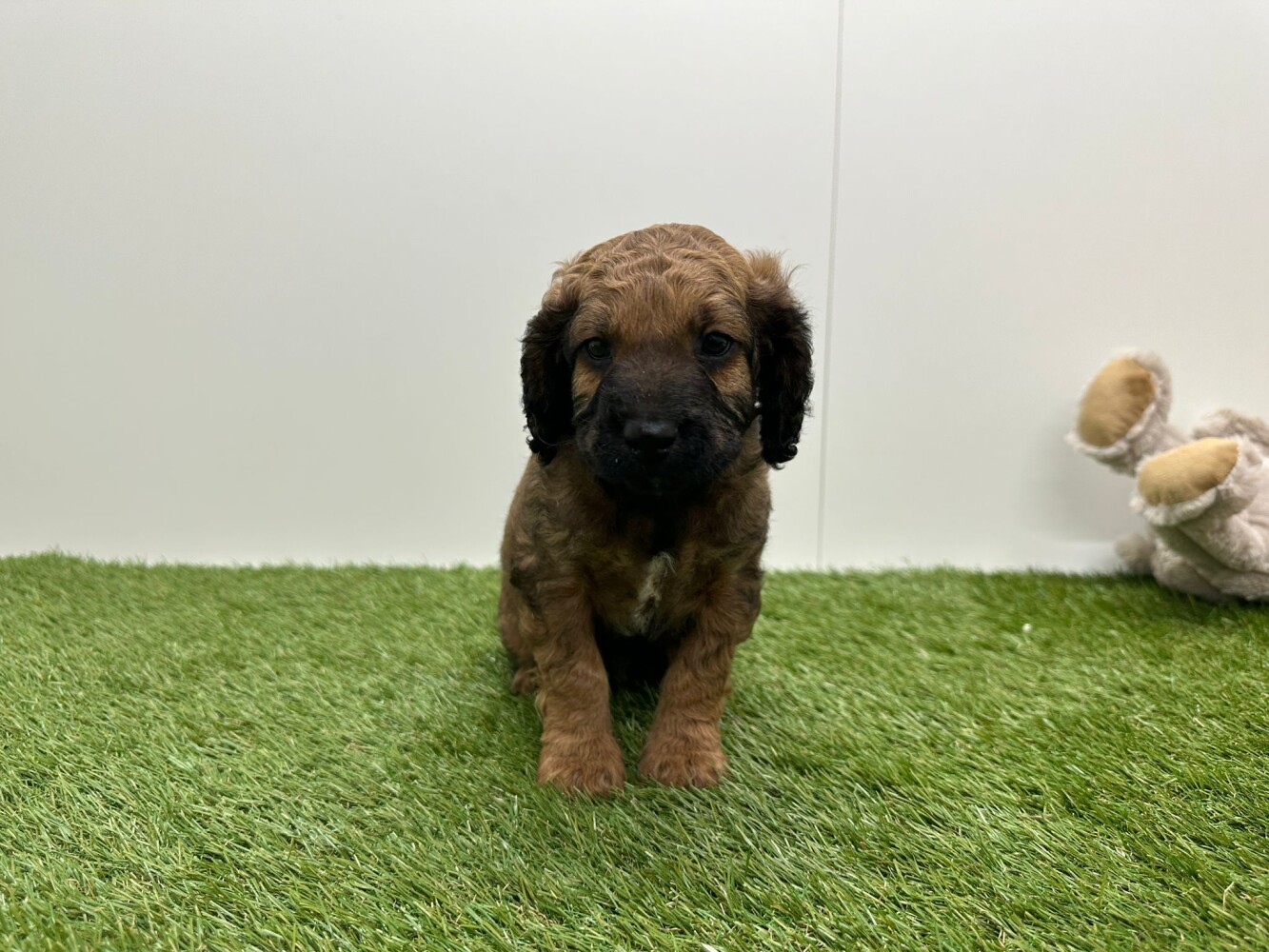Cockapoo