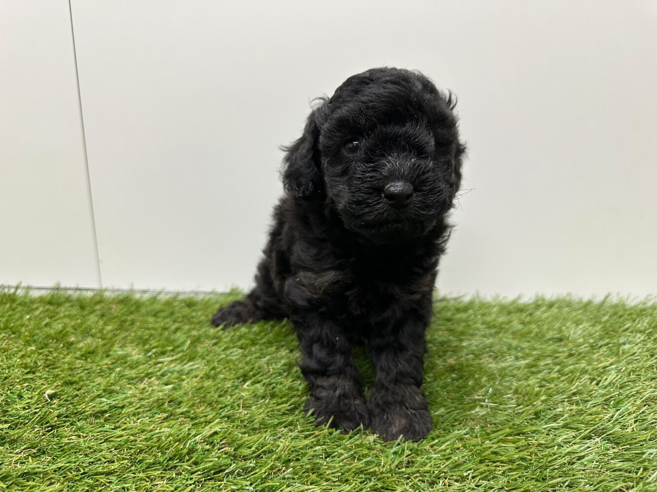 Poodle Male Black and Tan - PUP-ID 010725317 | Dierenhof Debrabandere
