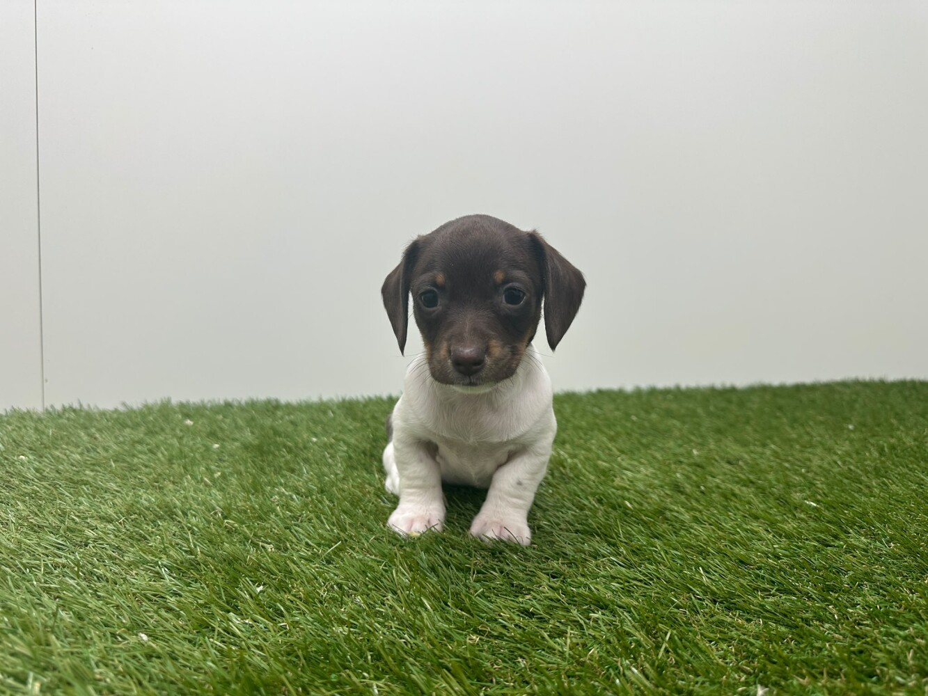 Teckel Male Tricolor - PUP-ID 010725324 | Dierenhof Debrabandere