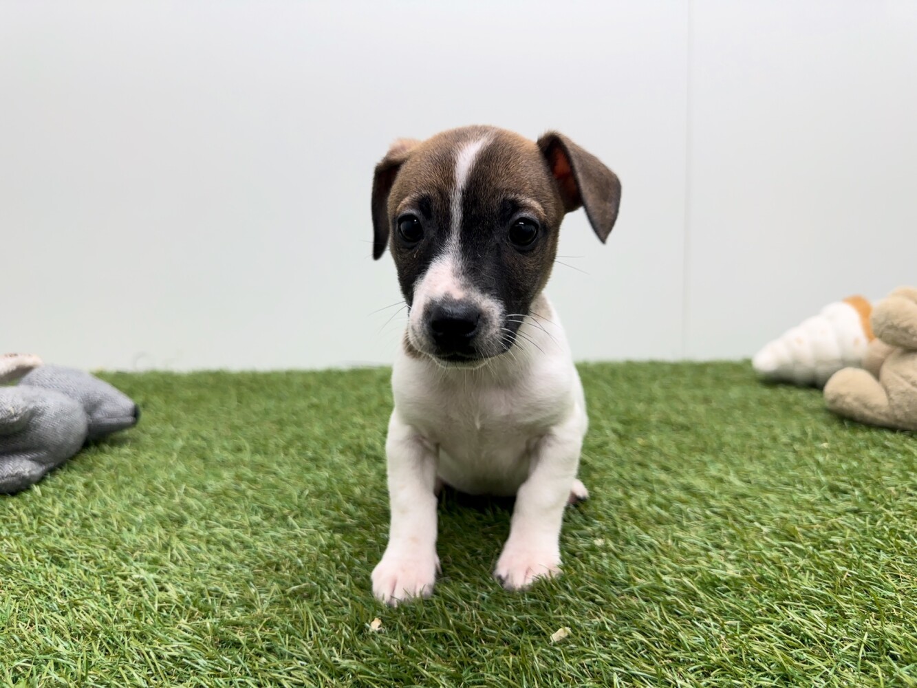 Jack Russell Terrier Vrouwelijk Tricolor - PUP-ID 010726084 | Dierenhof Debrabandere