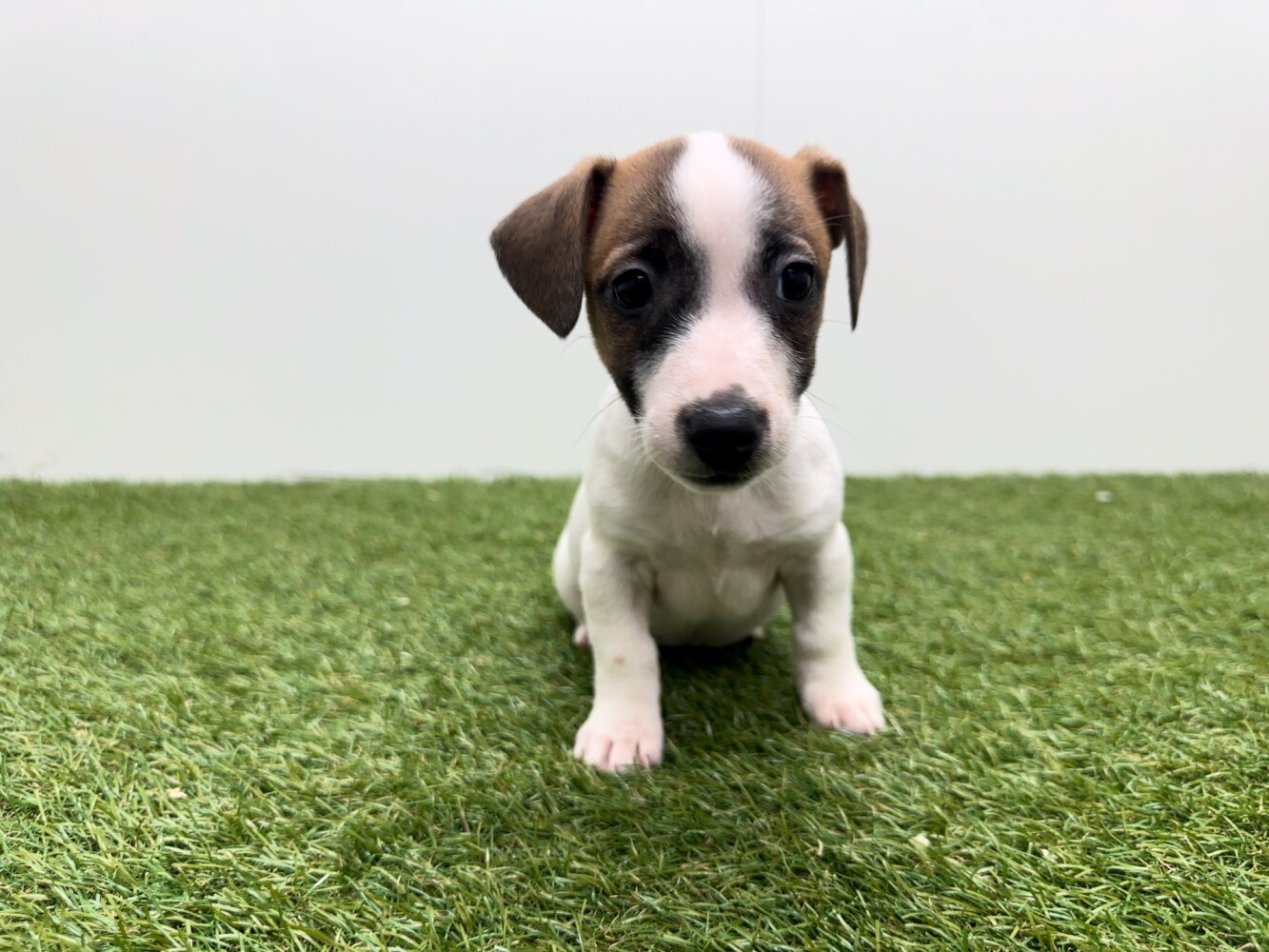 Jack Russell Terrier Vrouwelijk Tricolor - PUP-ID 010726088 | Dierenhof Debrabandere