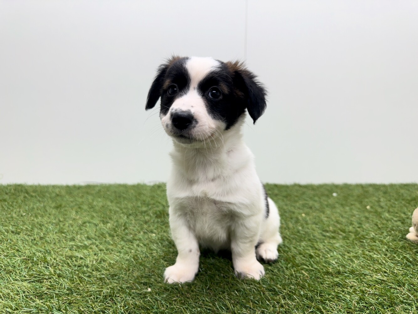 Kruising Vrouwelijk Tricolor - PUP-ID 010726102 | Dierenhof Debrabandere