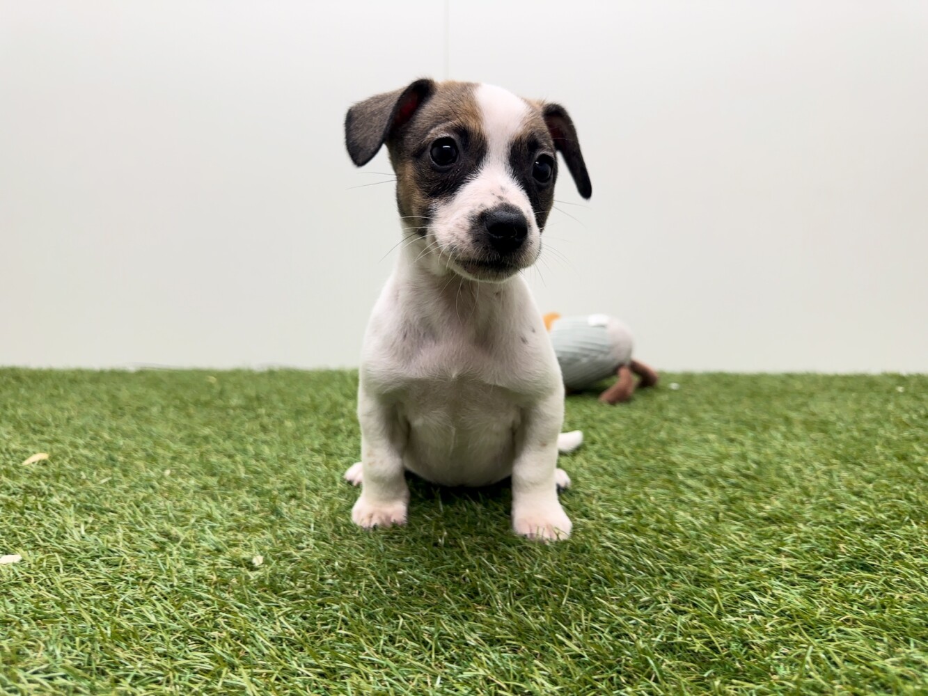 Kruising Vrouwelijk Tricolor - PUP-ID 010726238 | Dierenhof Debrabandere