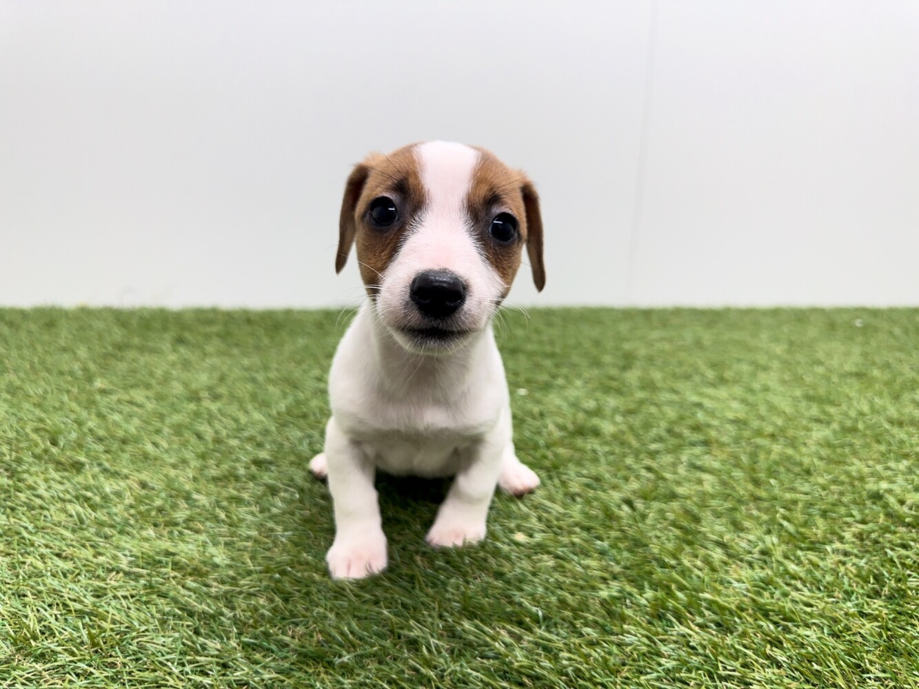 Jack Russell Terrier Vrouwelijk Tricolor - PUP-ID 010726241 | Dierenhof Debrabandere