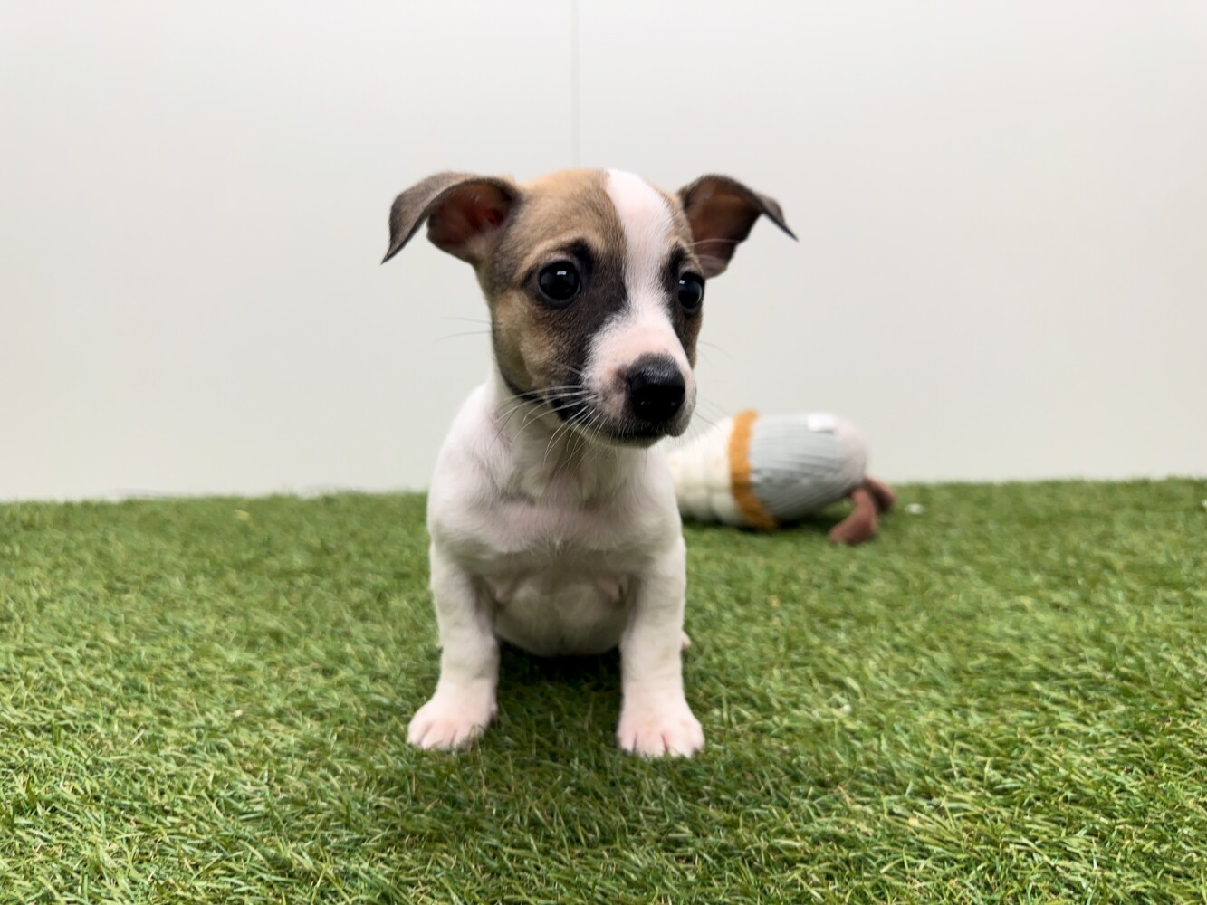 Kruising Vrouwelijk Tricolor - PUP-ID 010726331 | Dierenhof Debrabandere