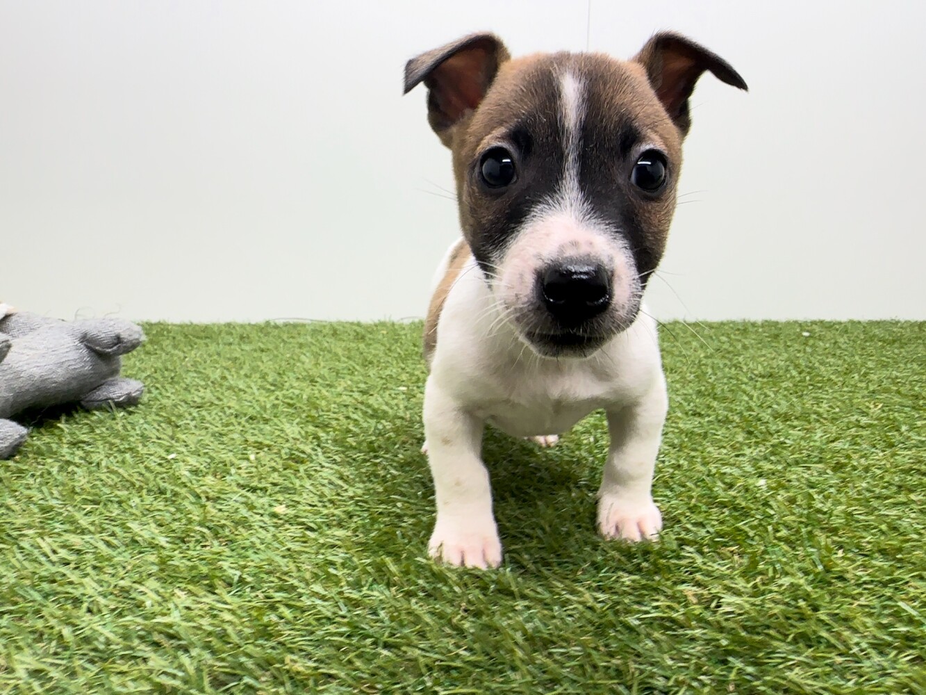 Jack Russell Terrier Mannelijk Tricolor - PUP-ID 010726341 | Dierenhof Debrabandere