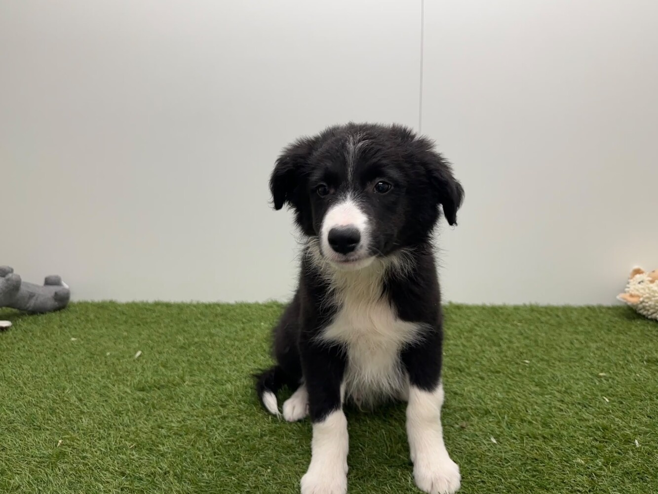 Border Collie Male Noir et blanc - PUP-ID 010733687 | Dierenhof Debrabandere