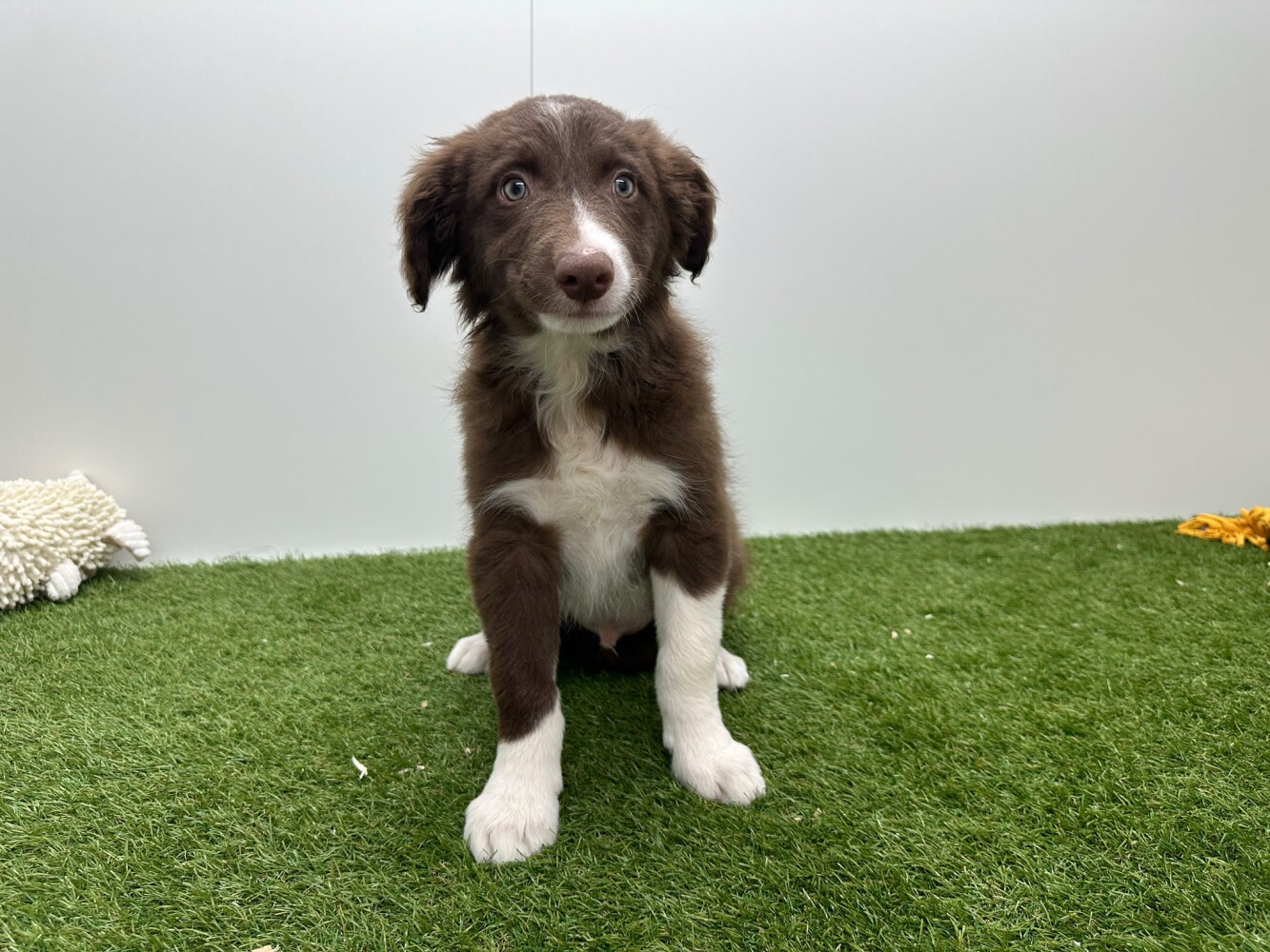 Border Collie Male Chocolat et blanc - PUP-ID 010733691 | Dierenhof Debrabandere