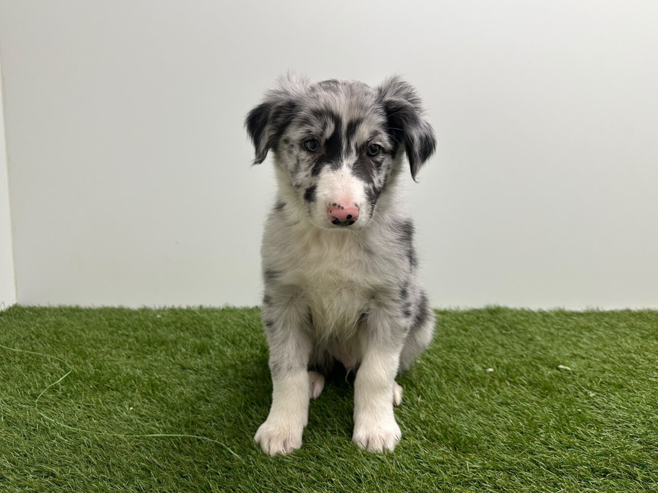 Border Collie Male Merle - PUP-ID 010733738 | Dierenhof Debrabandere