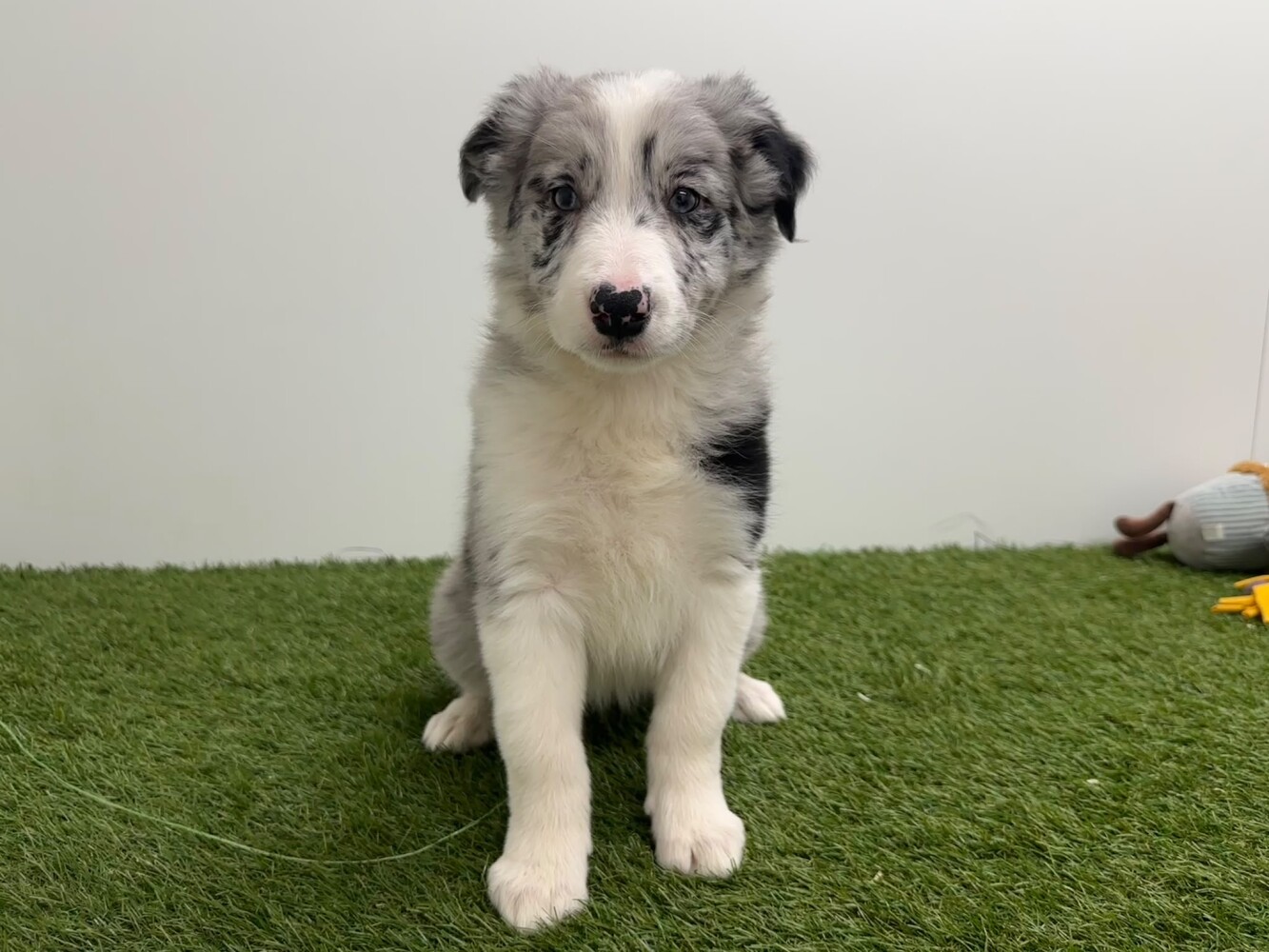 Border Collie Vrouwelijk Merle - PUP-ID 010733750 | Dierenhof Debrabandere