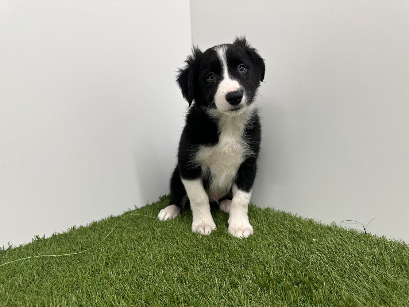 Border Collie Mannelijk Zwart en Wit - PUP-ID 010733806 | Dierenhof Debrabandere