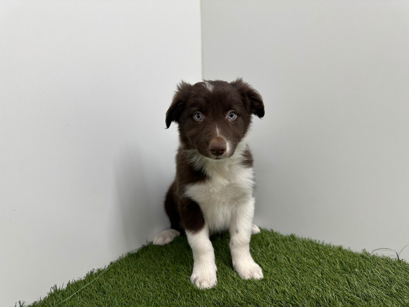Border Collie Male Chocolat et blanc - PUP-ID 010733863 | Dierenhof Debrabandere