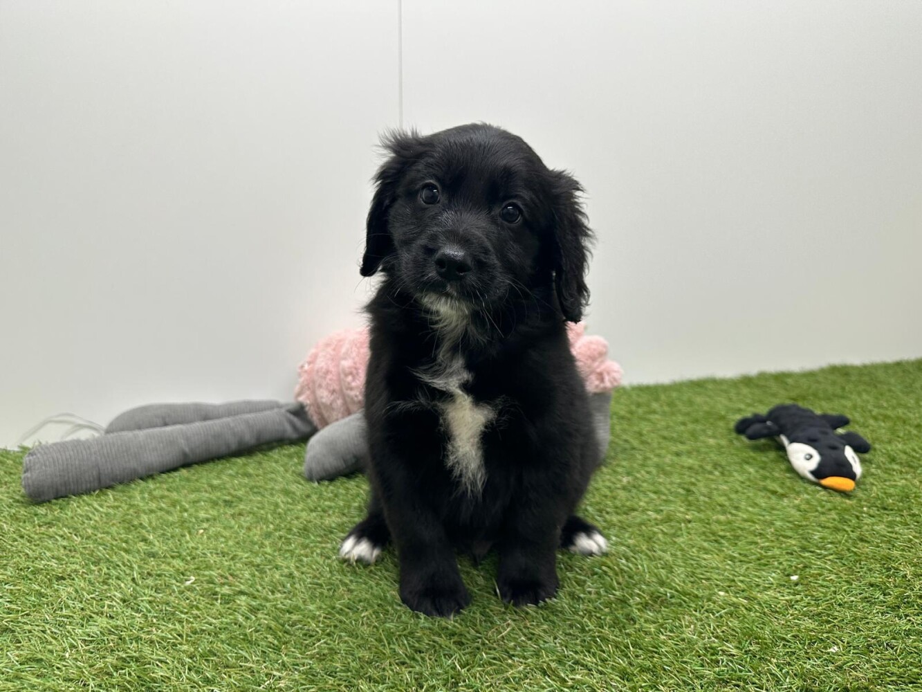Kruising Mannelijk Zwart en Wit - PUP-ID 010751006 | Dierenhof Debrabandere