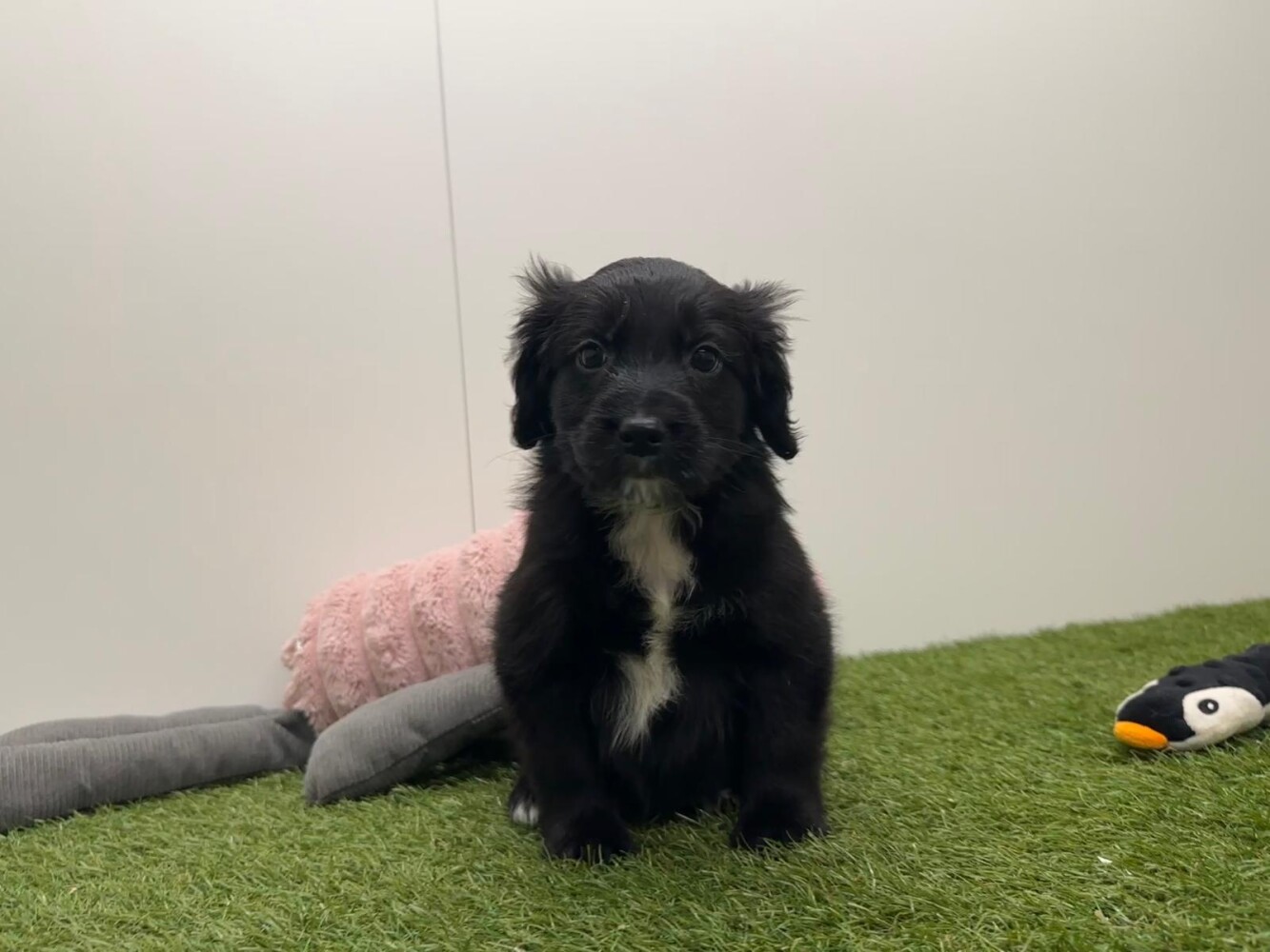 Kruising Mannelijk Zwart en Wit - PUP-ID 010751018 | Dierenhof Debrabandere