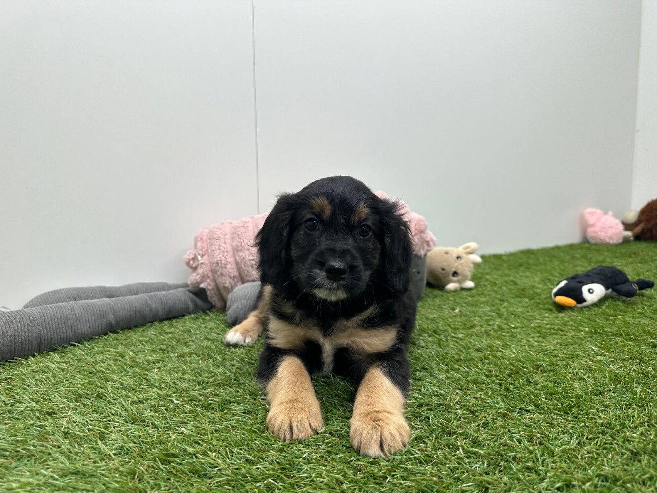 Kruising Vrouwelijk Zwart en Tan - PUP-ID 010751044 | Dierenhof Debrabandere