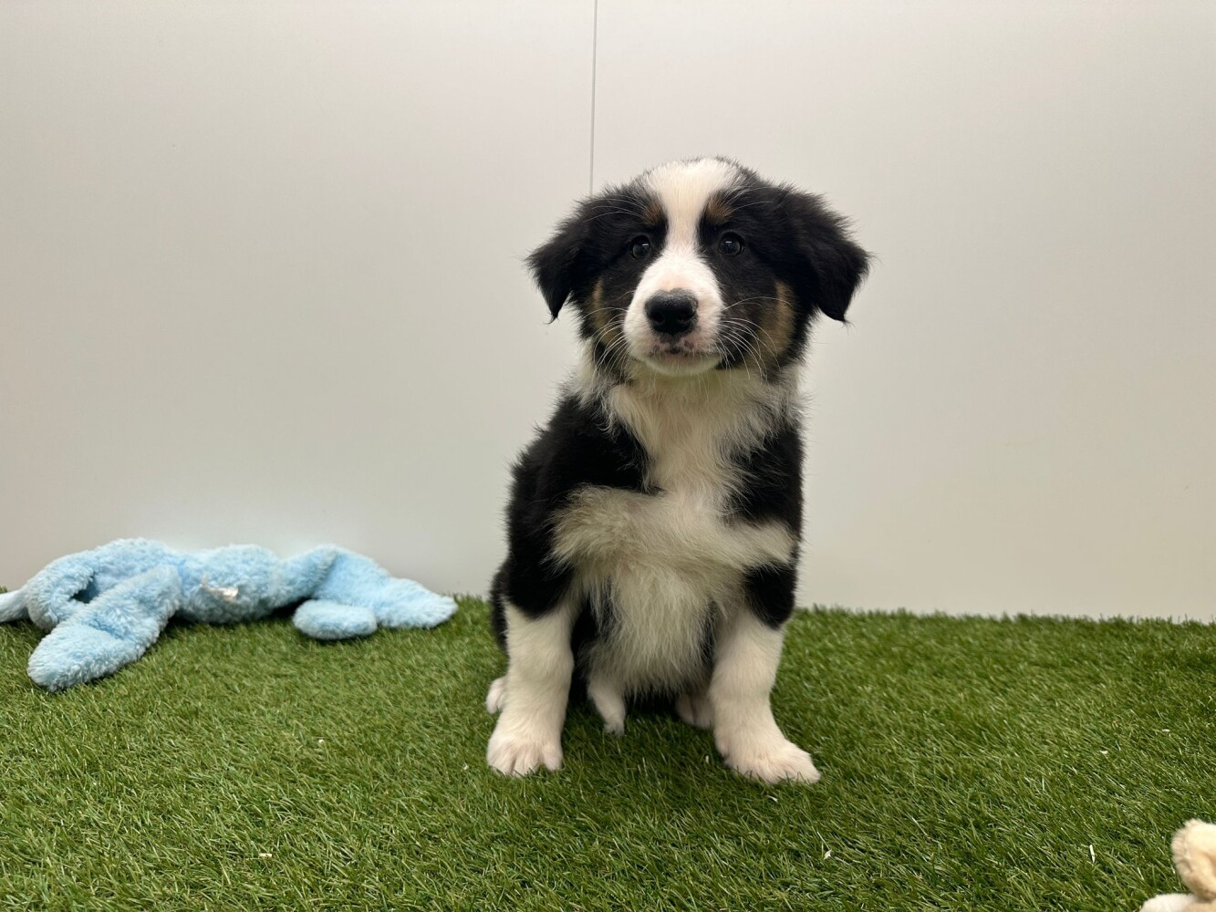 Australische Herder Vrouwelijk Tricolor - PUP-ID 010752674 | Dierenhof Debrabandere