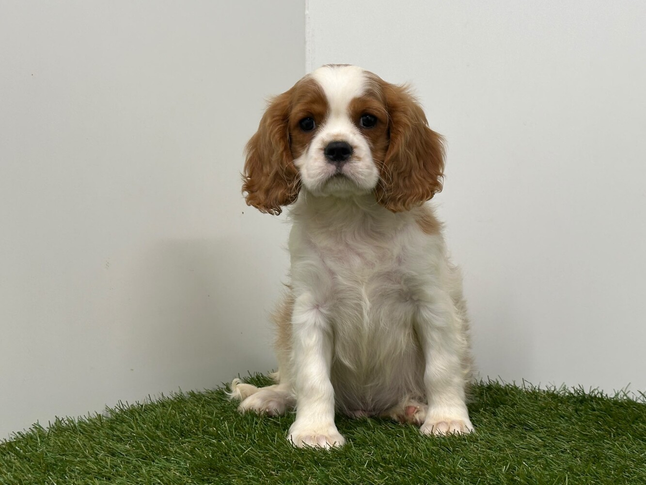 Cavalier King Charles Spaniel Mannelijk Blenheim - PUP-ID 010757250 | Dierenhof Debrabandere