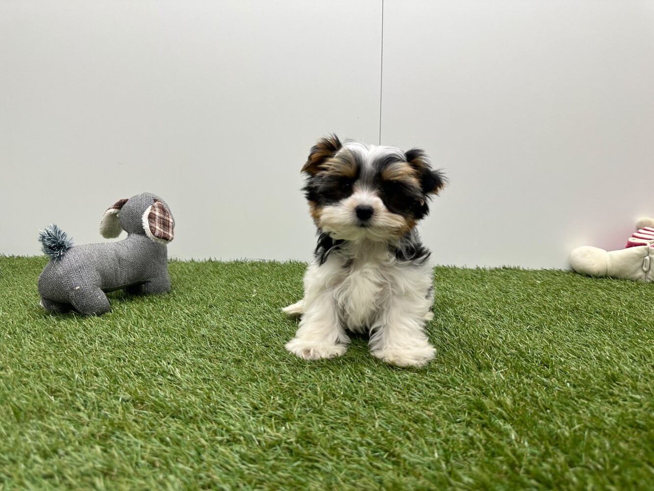 Biewer yorkshire terrier Male Tricolor - PUP-ID 010757314 | Dierenhof Debrabandere