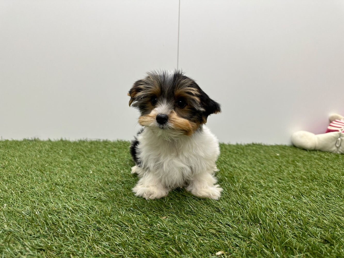 Biewer yorkshire terrier Female Tricolor - PUP-ID 010757414 | Dierenhof Debrabandere