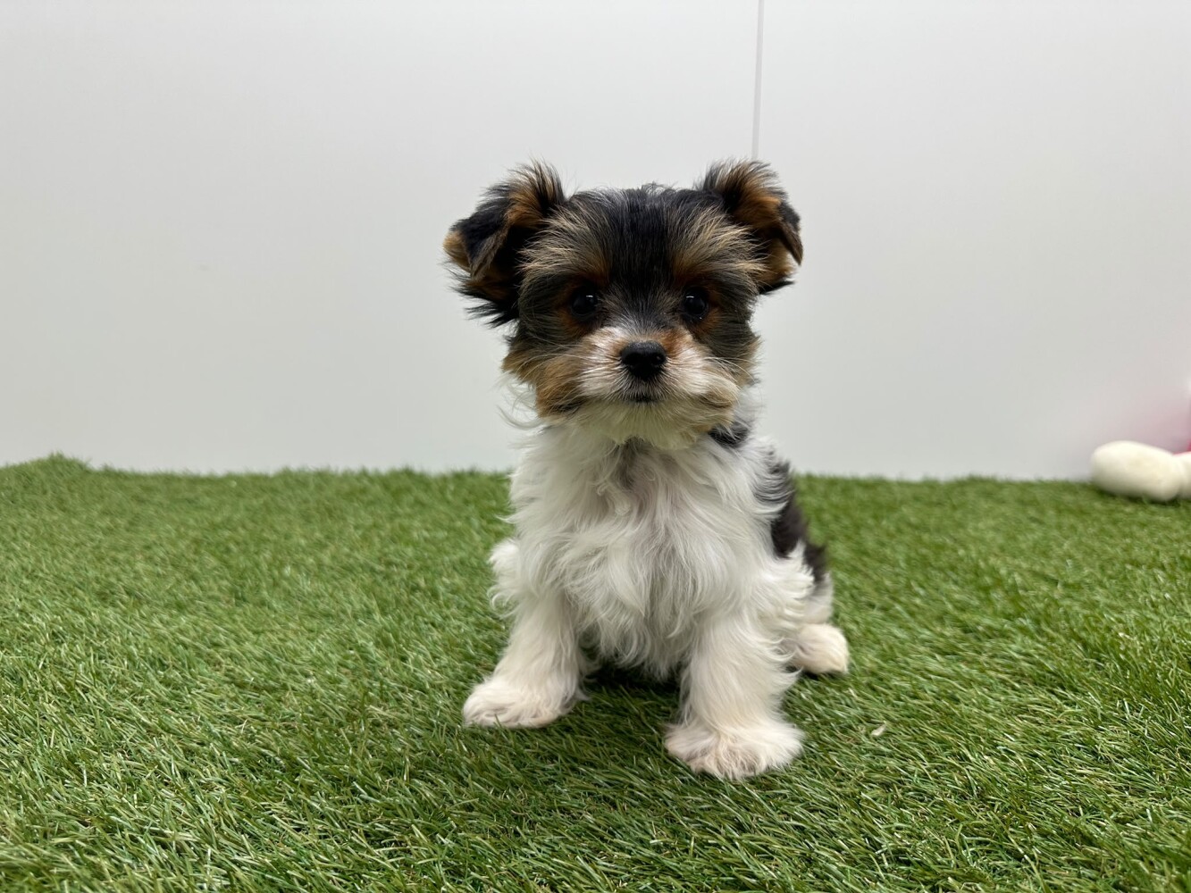Biewer yorkshire terrier Male Tricolor - PUP-ID 010757418 | Dierenhof Debrabandere